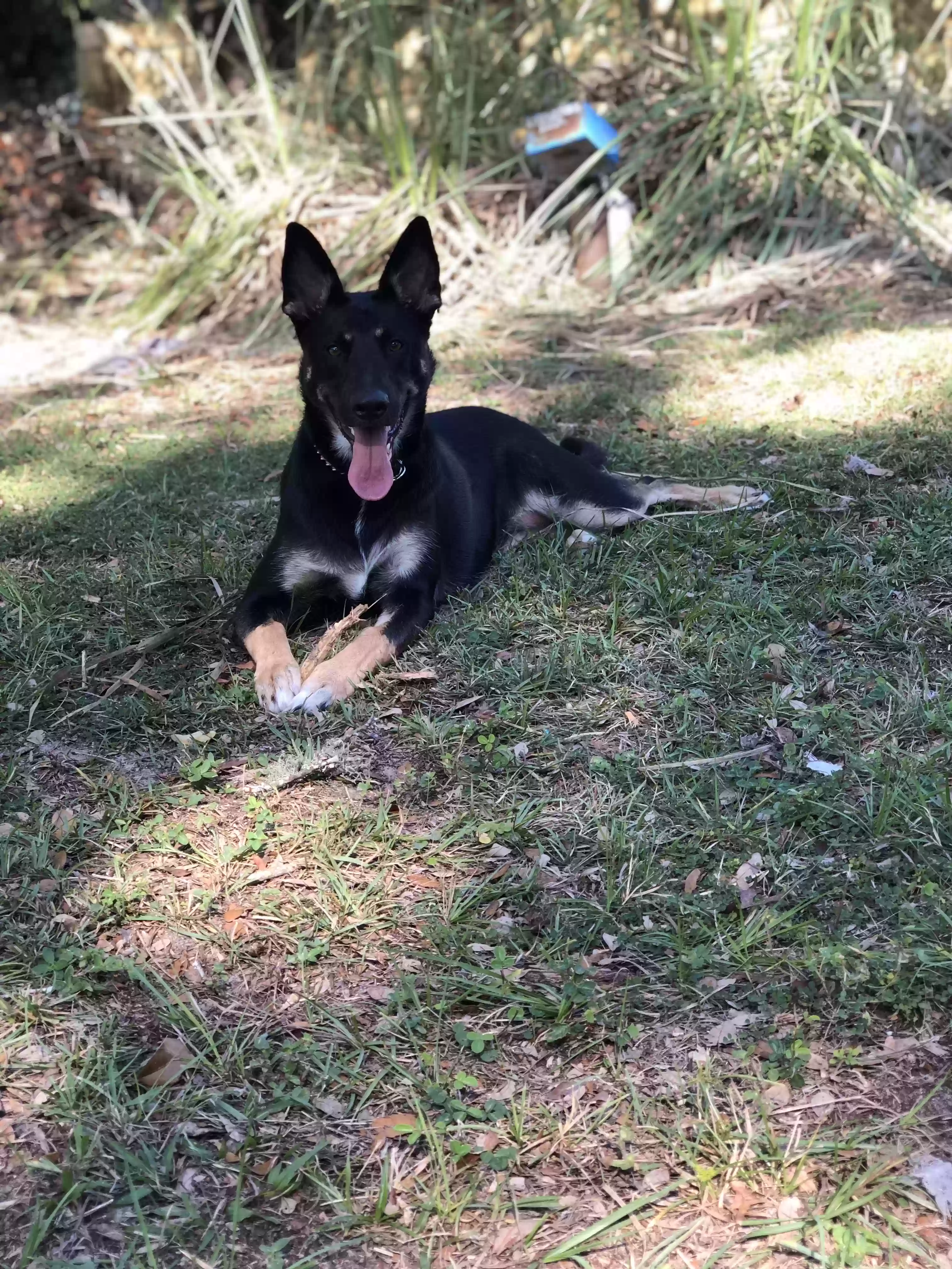adoptable Dog in Homosassa,FL named Harley