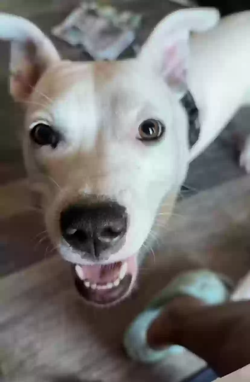 adoptable Dog in Fort Lauderdale,FL named Dream