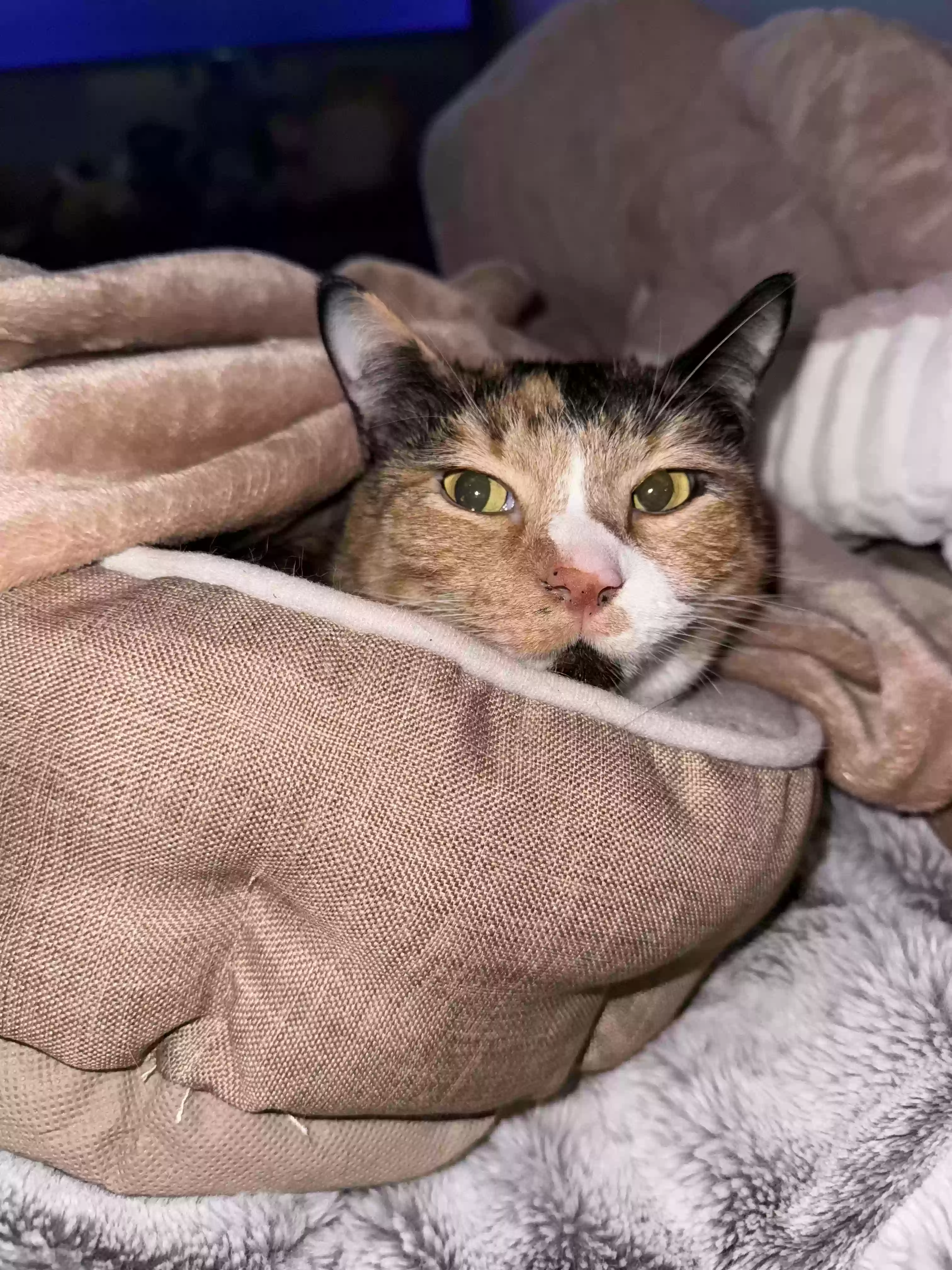 adoptable Cat in Roseburg,OR named princess