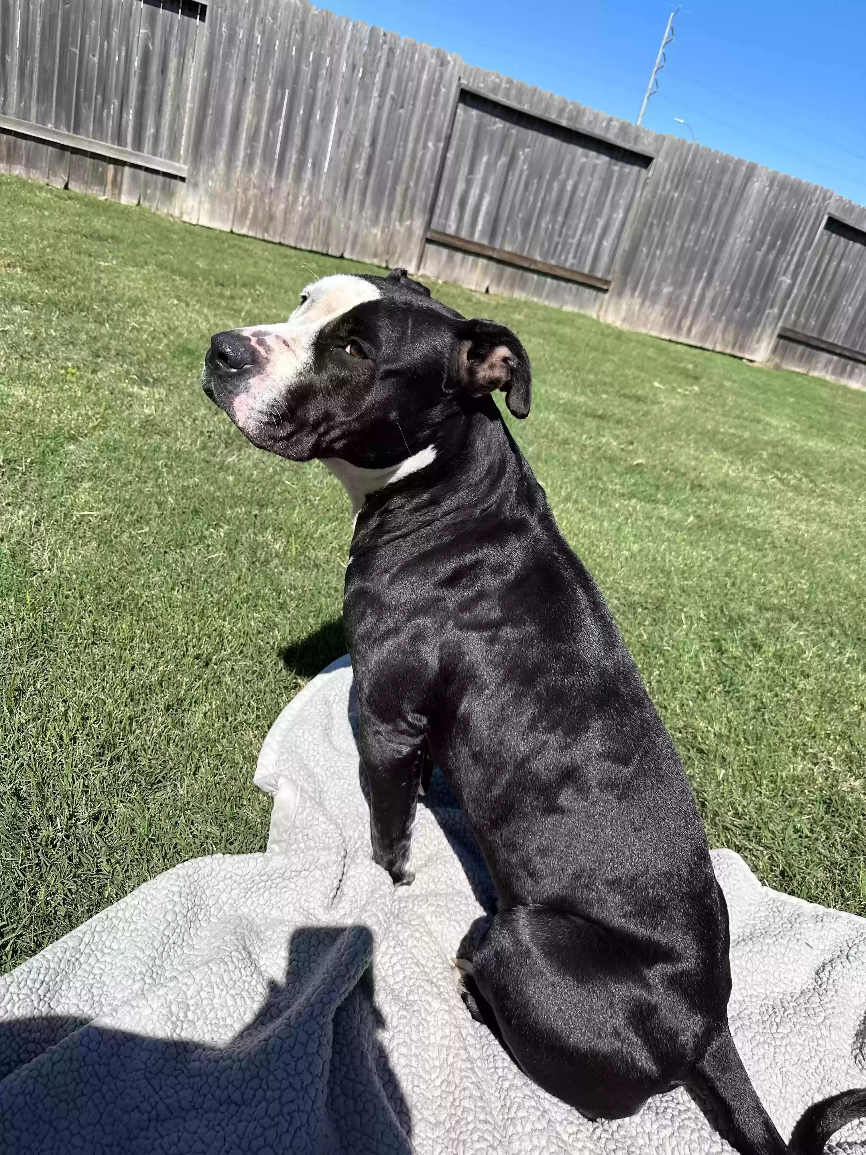 adoptable Dog in La Marque,TX named Hazel