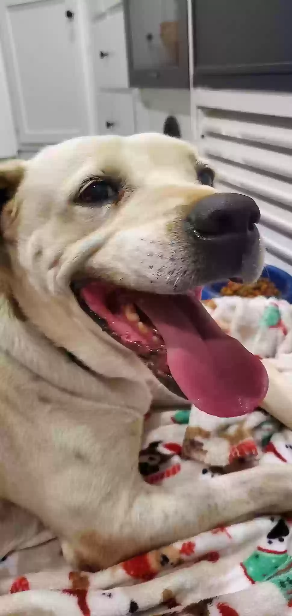 adoptable Dog in Searcy,AR named Lady