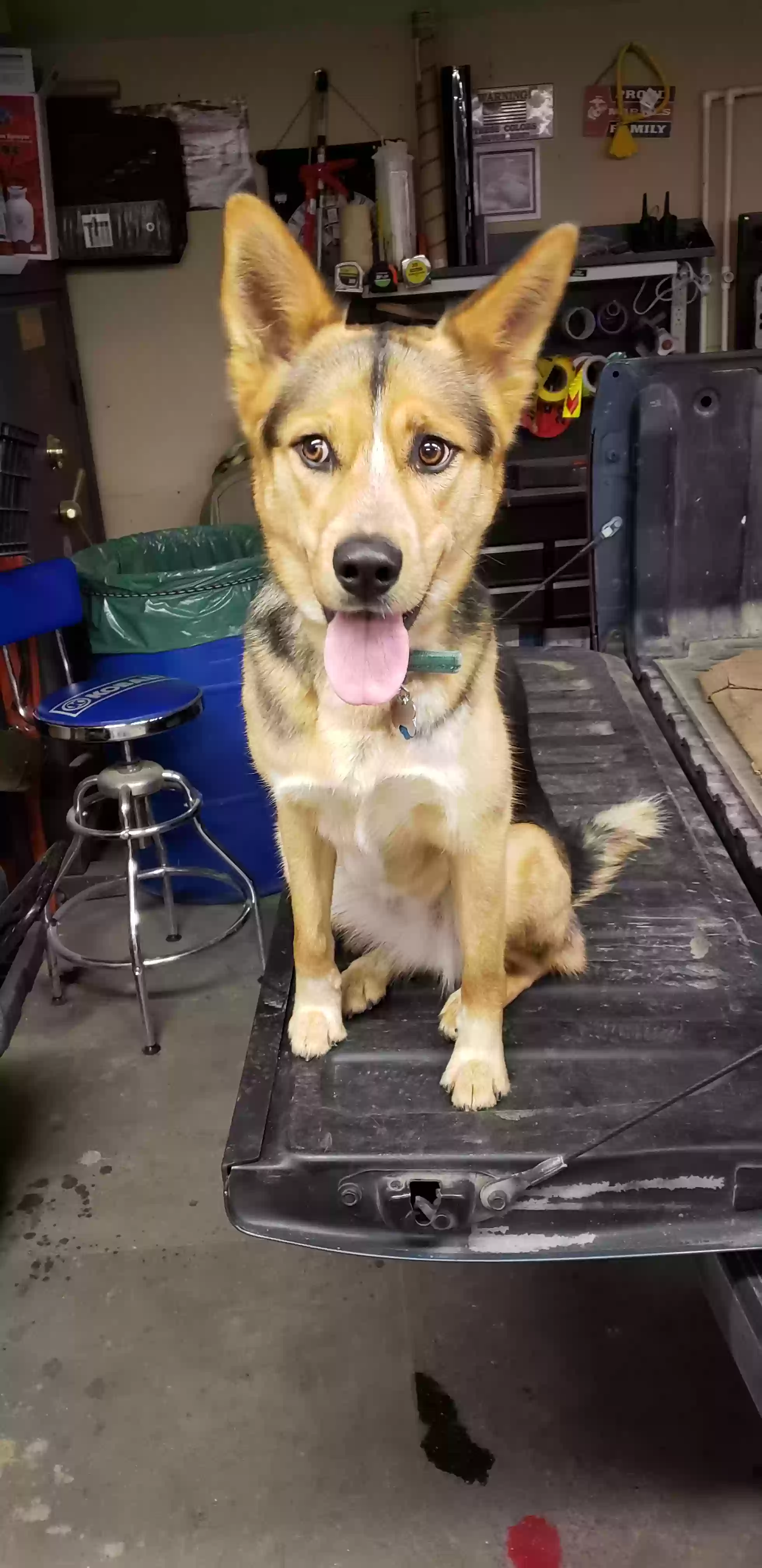 adoptable Dog in Martinsville,IN named Baelee