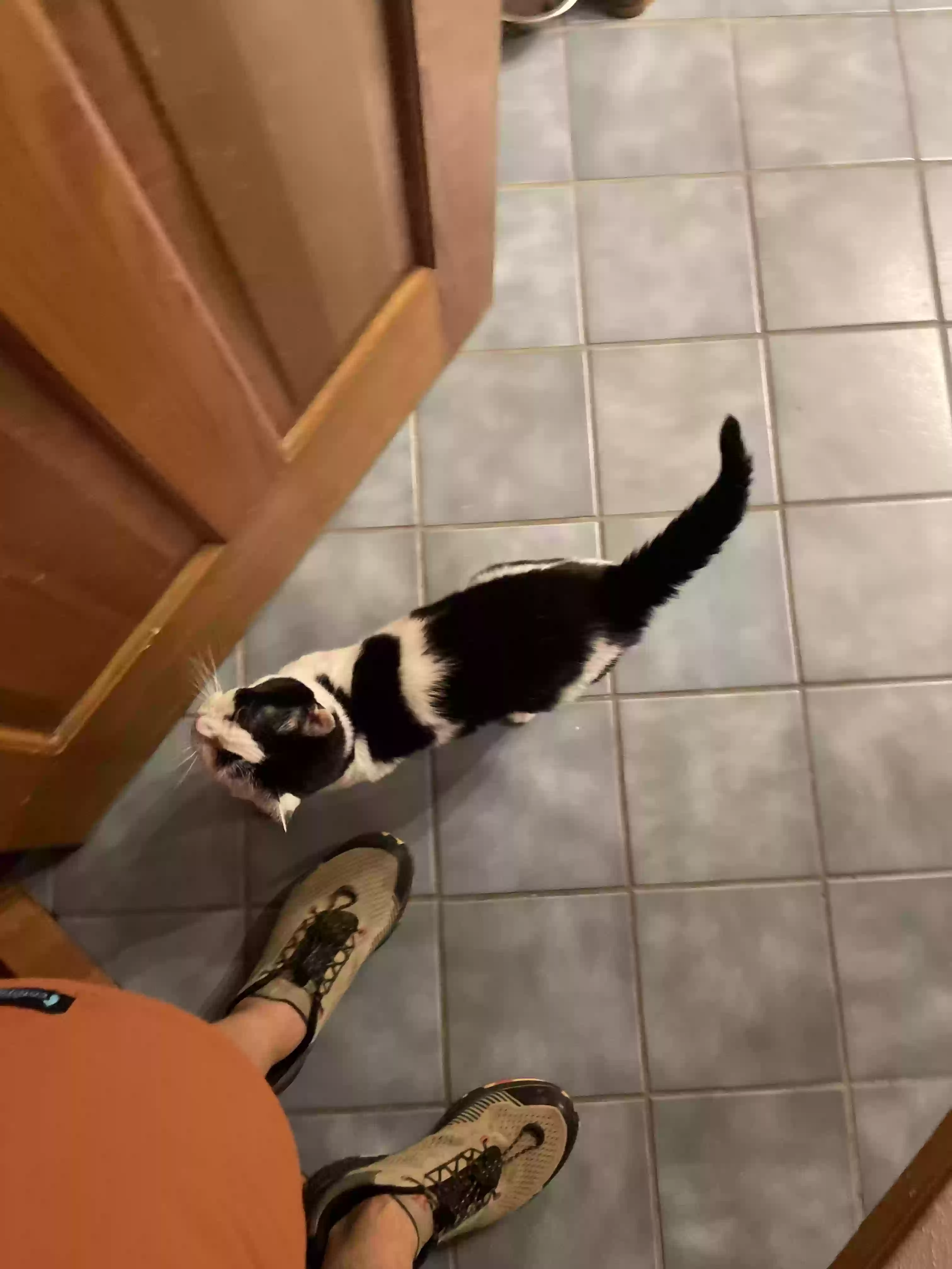 adoptable Cat in Los Alamos,NM named Callie