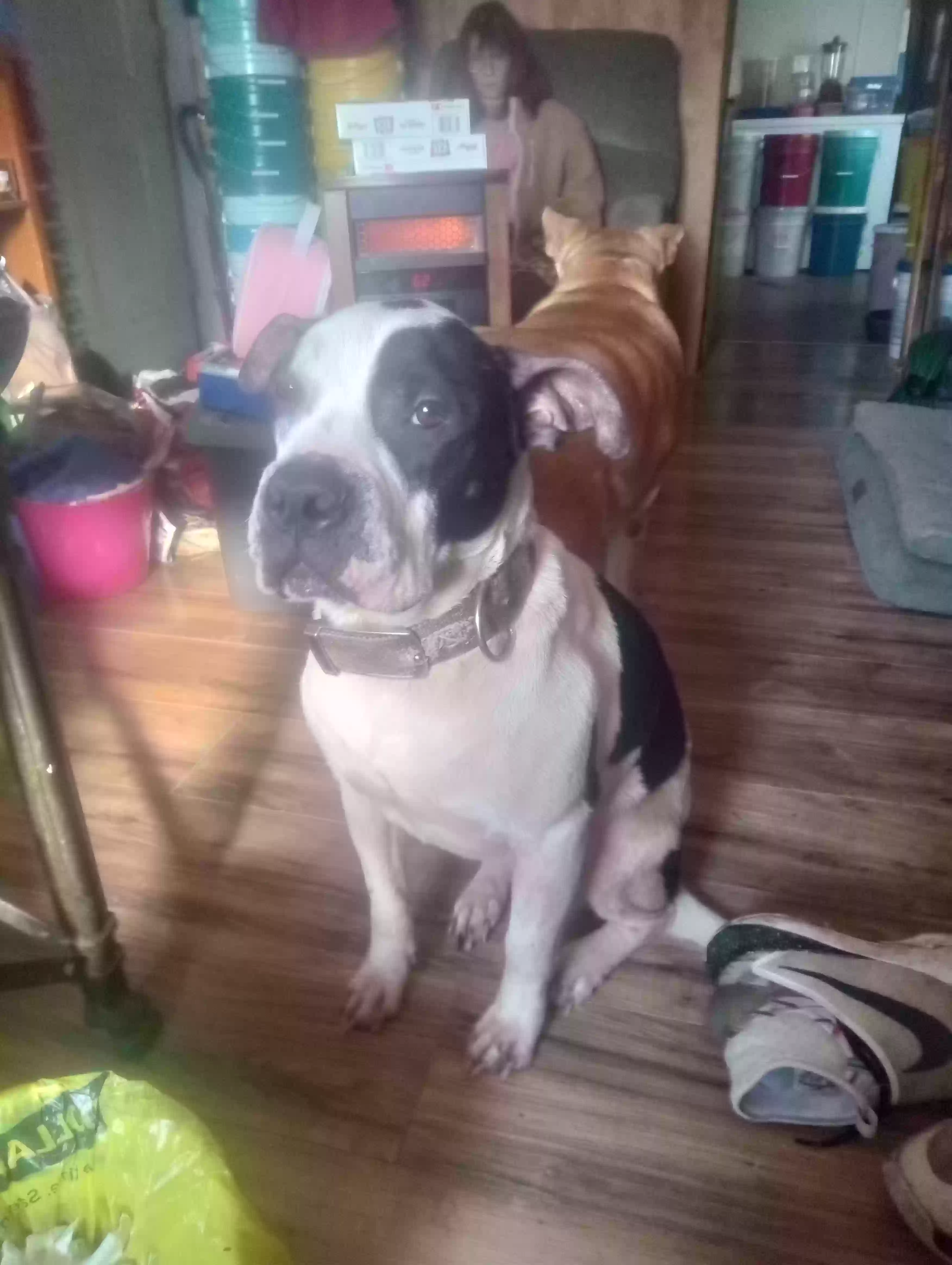 adoptable Dog in Monticello,GA named spot