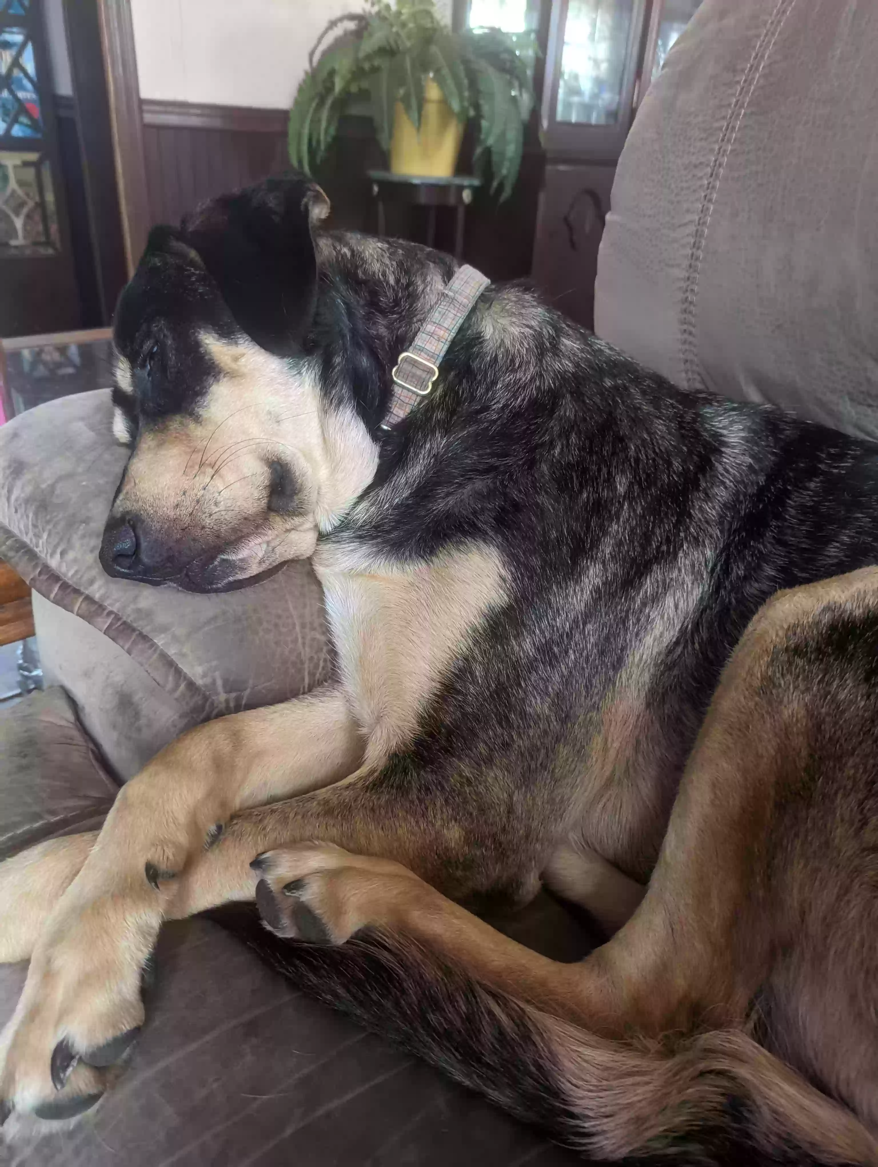 adoptable Dog in Magnolia,TX named Bear