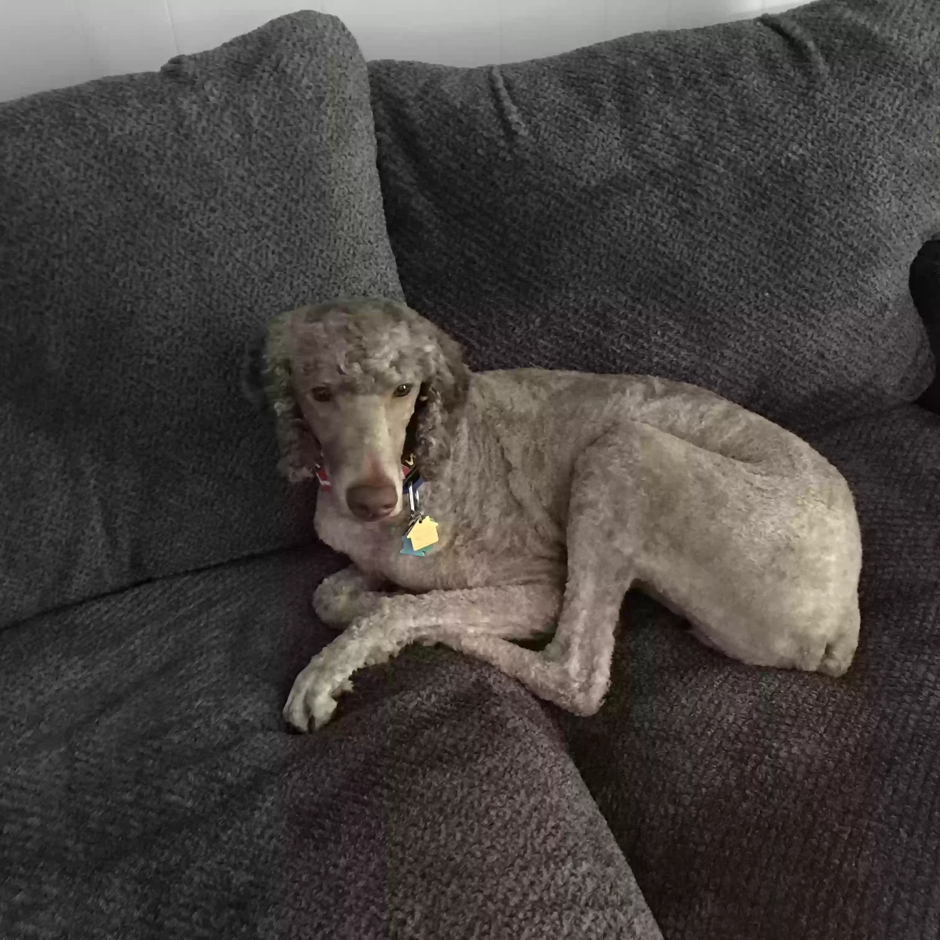 adoptable Dog in Marietta,GA named Charleston Chew