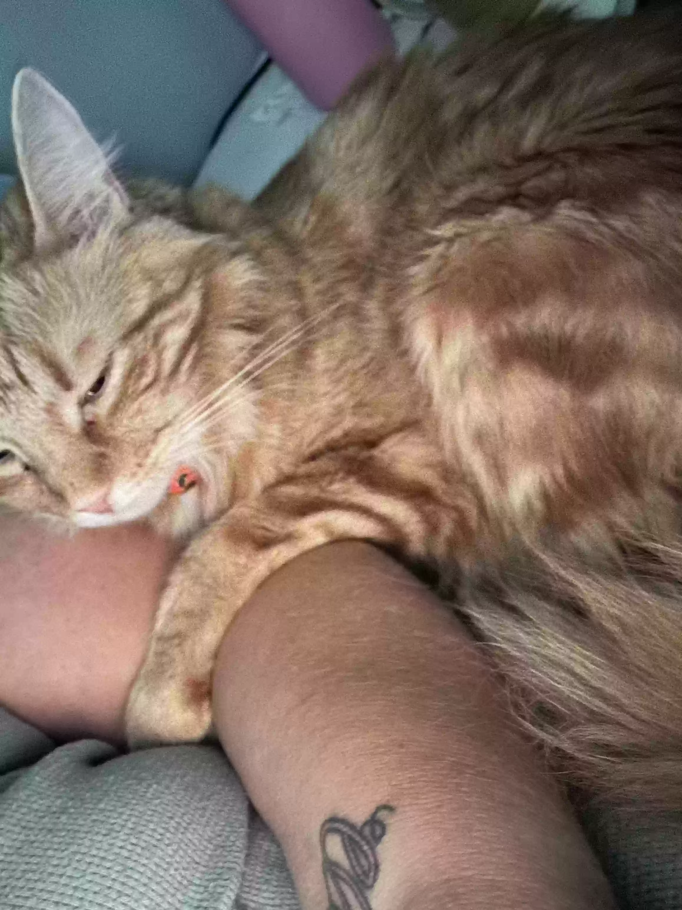adoptable Cat in Estill Springs,TN named Modi