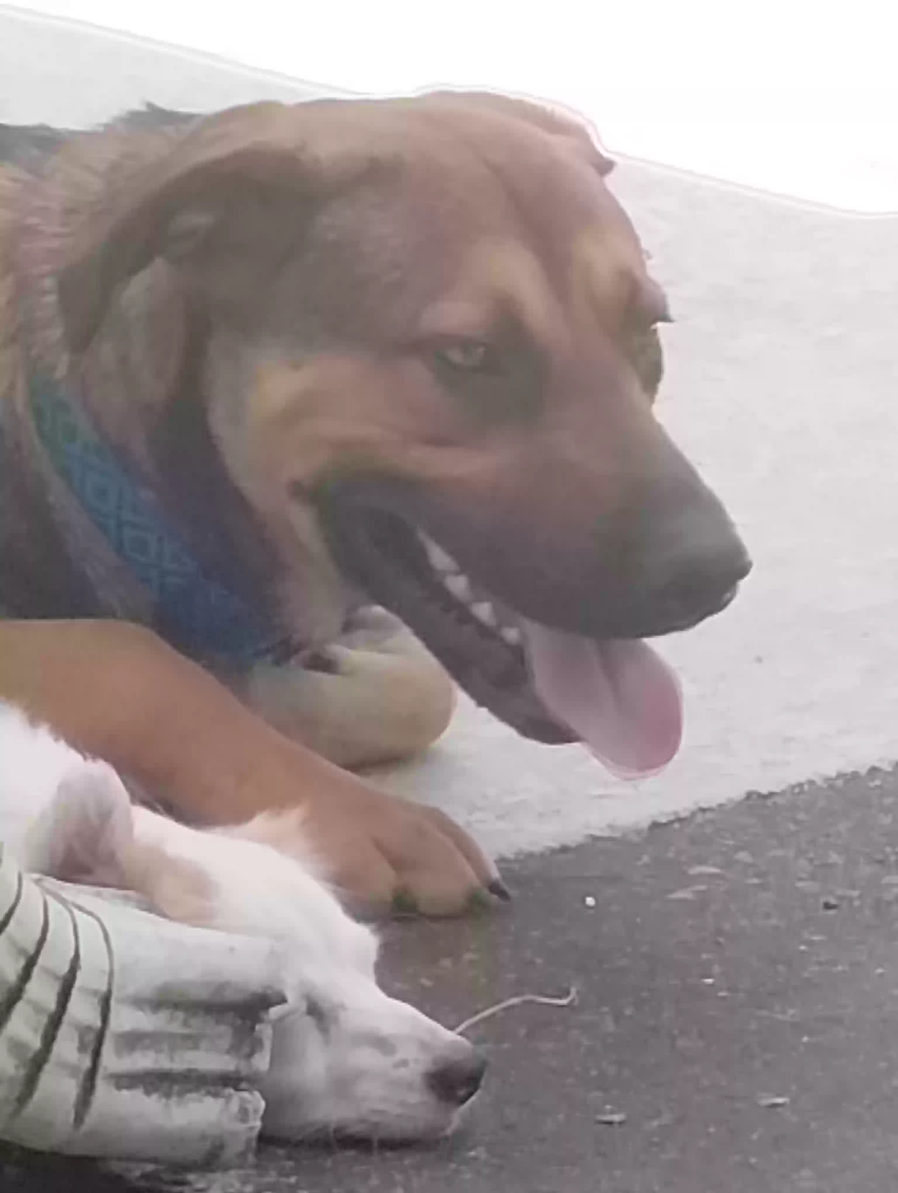 adoptable Dog in Valdosta,GA named 