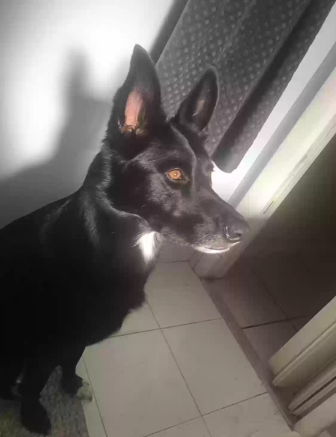 adoptable Dog in Miami,FL named Luna 