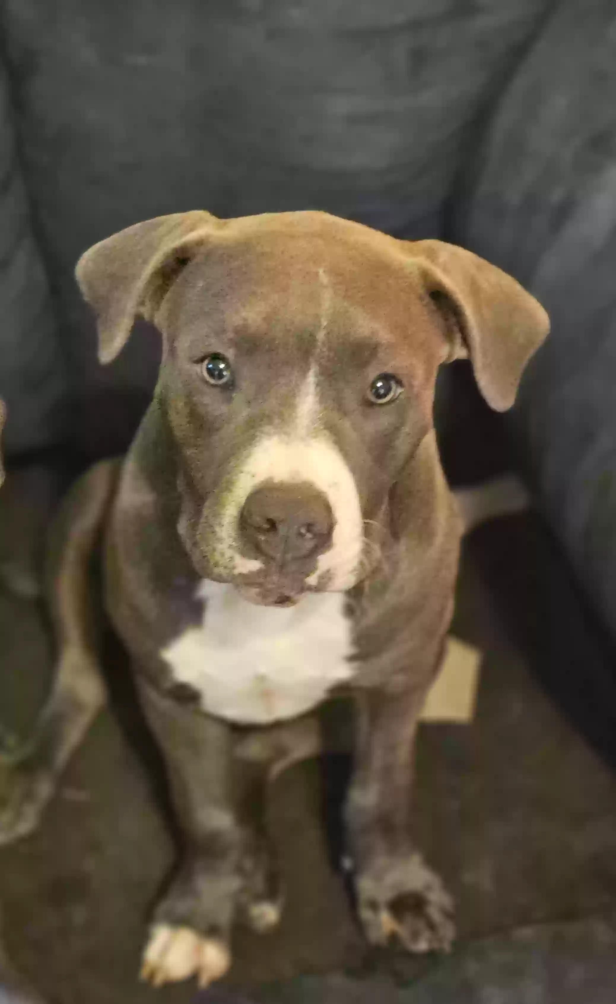 adoptable Dog in Garner,NC named Dimond