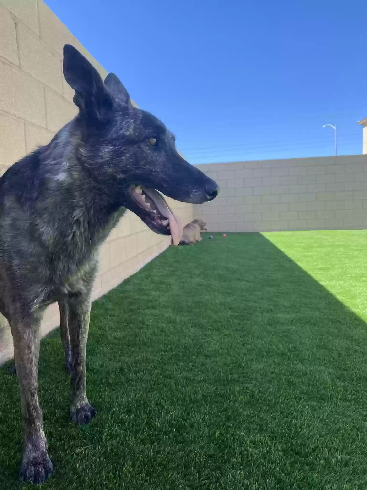 adoptable Dog in Las Vegas,NV named Sheko