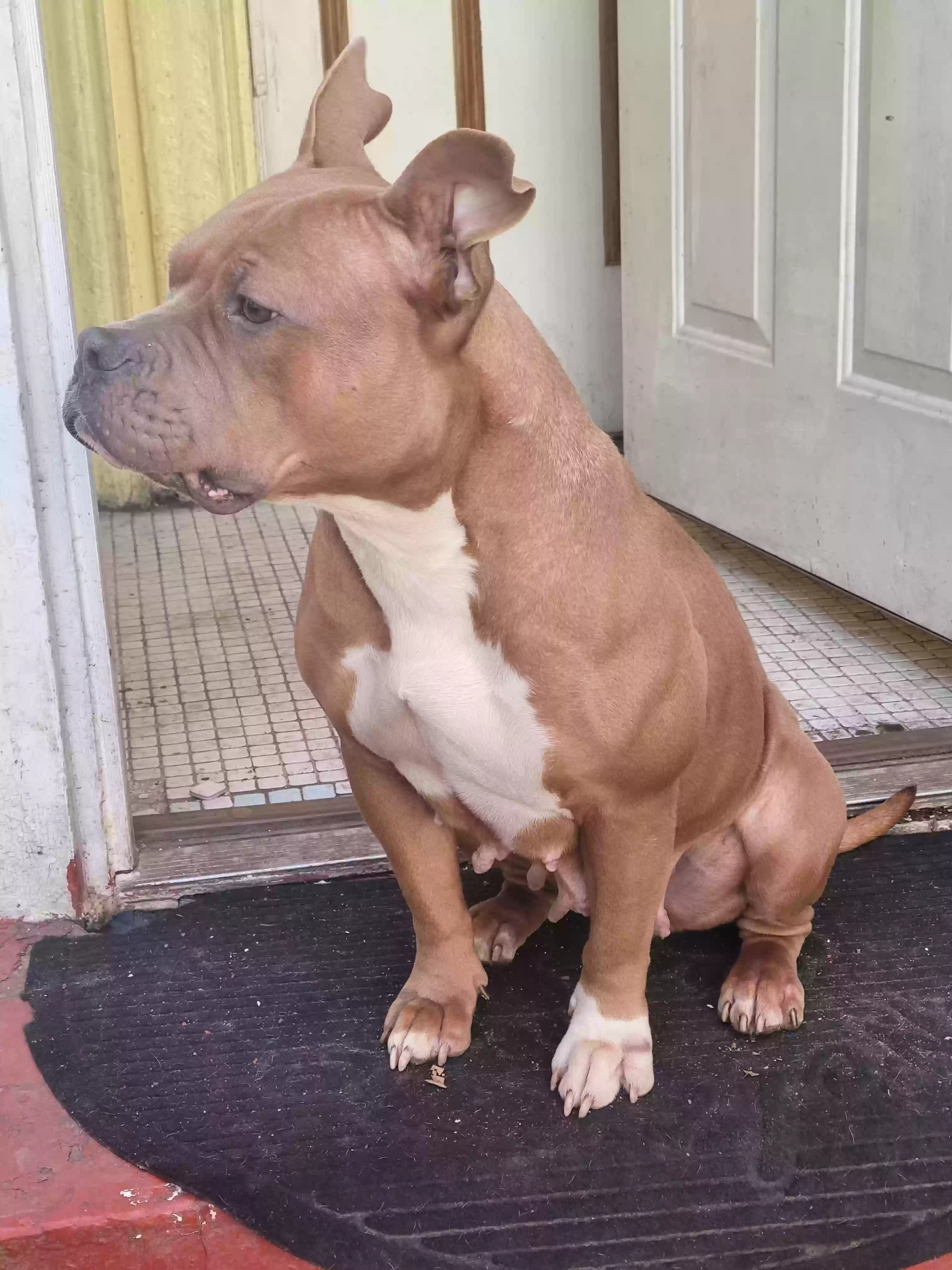 adoptable Dog in Bronx,NY named Iris