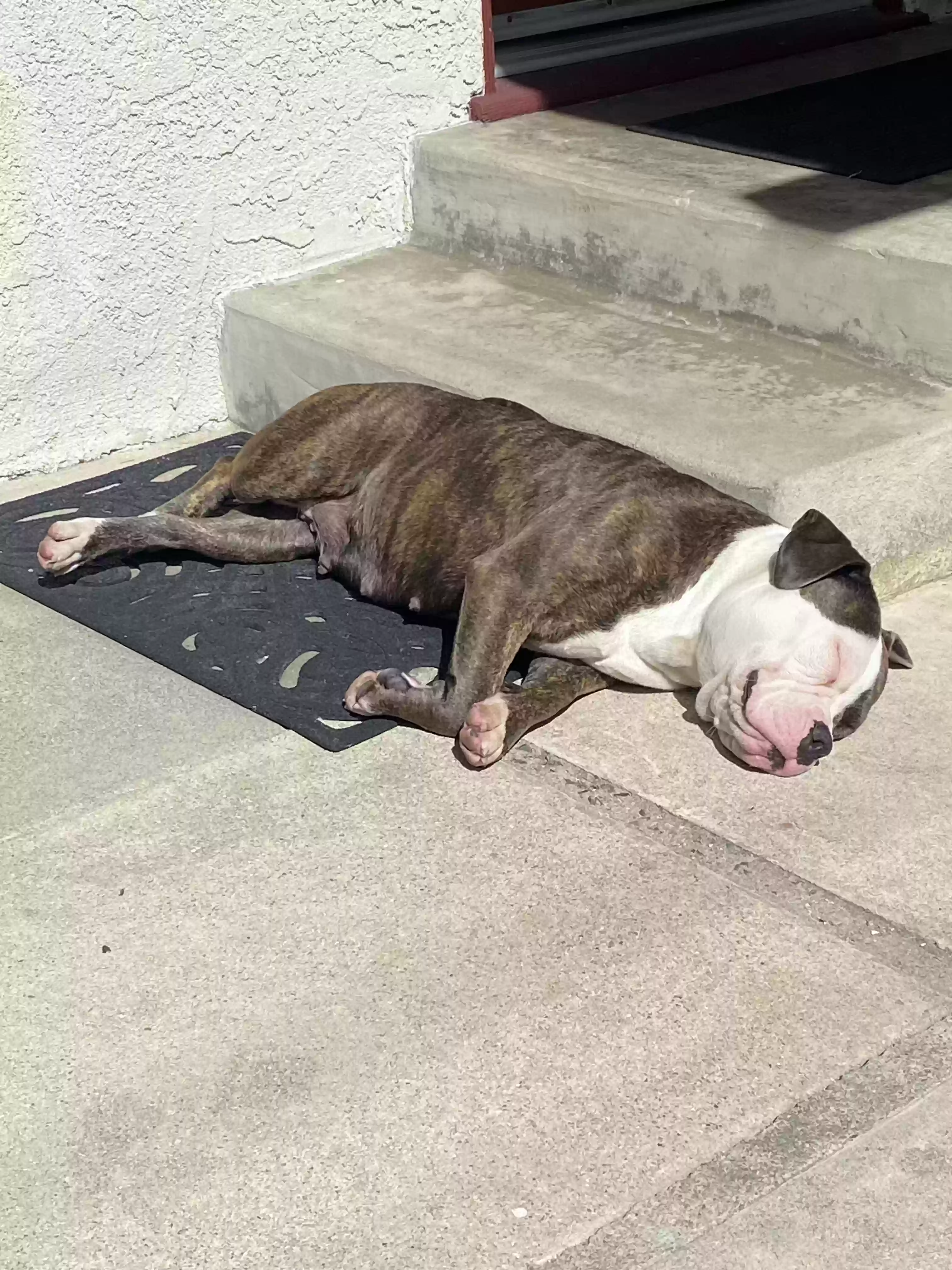 adoptable Dog in Glendora,CA named 