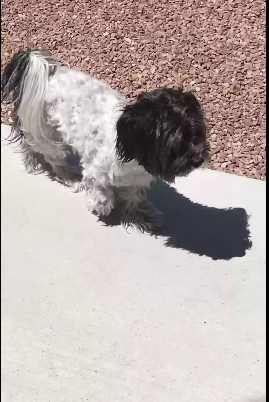 adoptable Dog in North Las Vegas,NV named Thor and loki