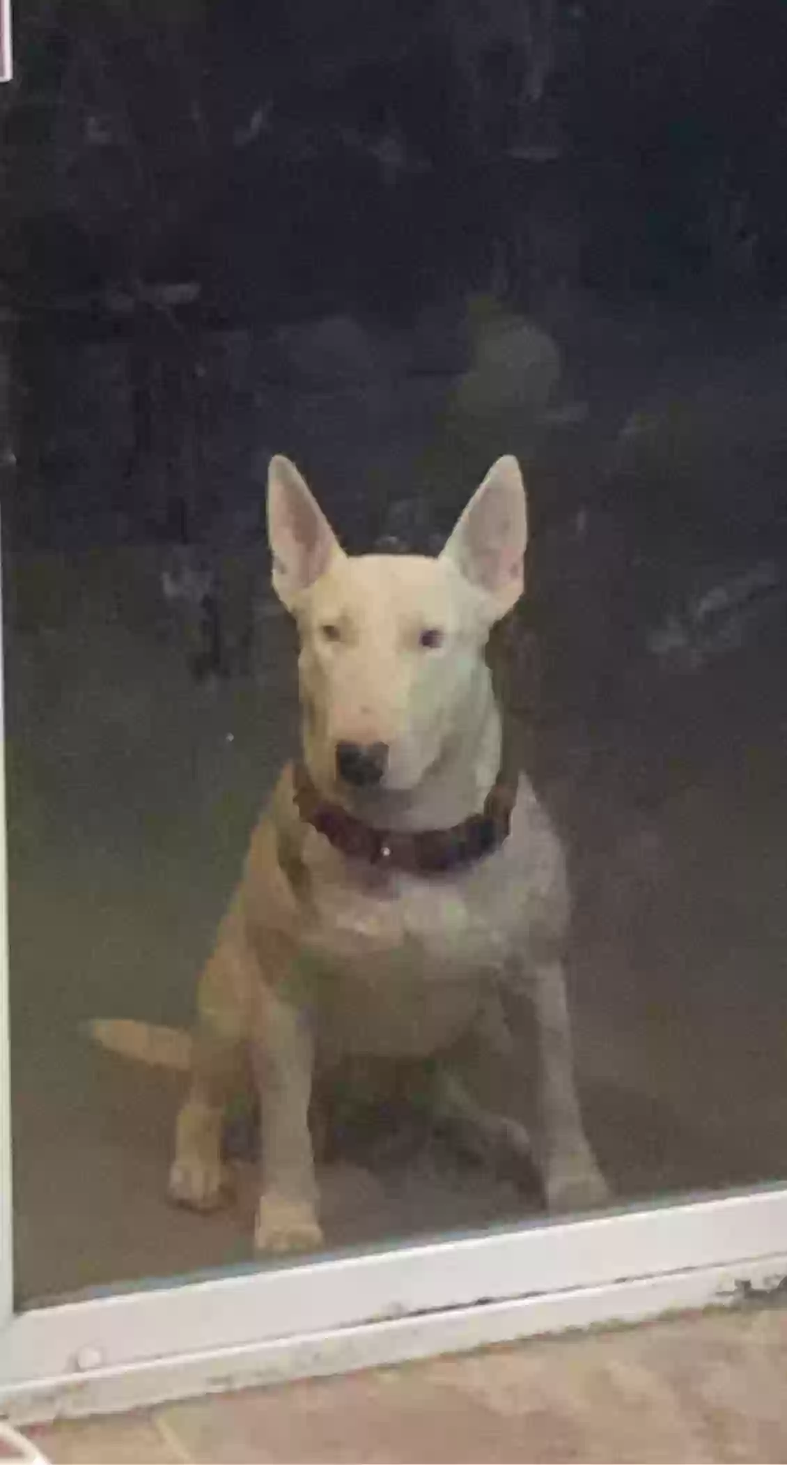 adoptable Dog in Kennewick,WA named Nyx