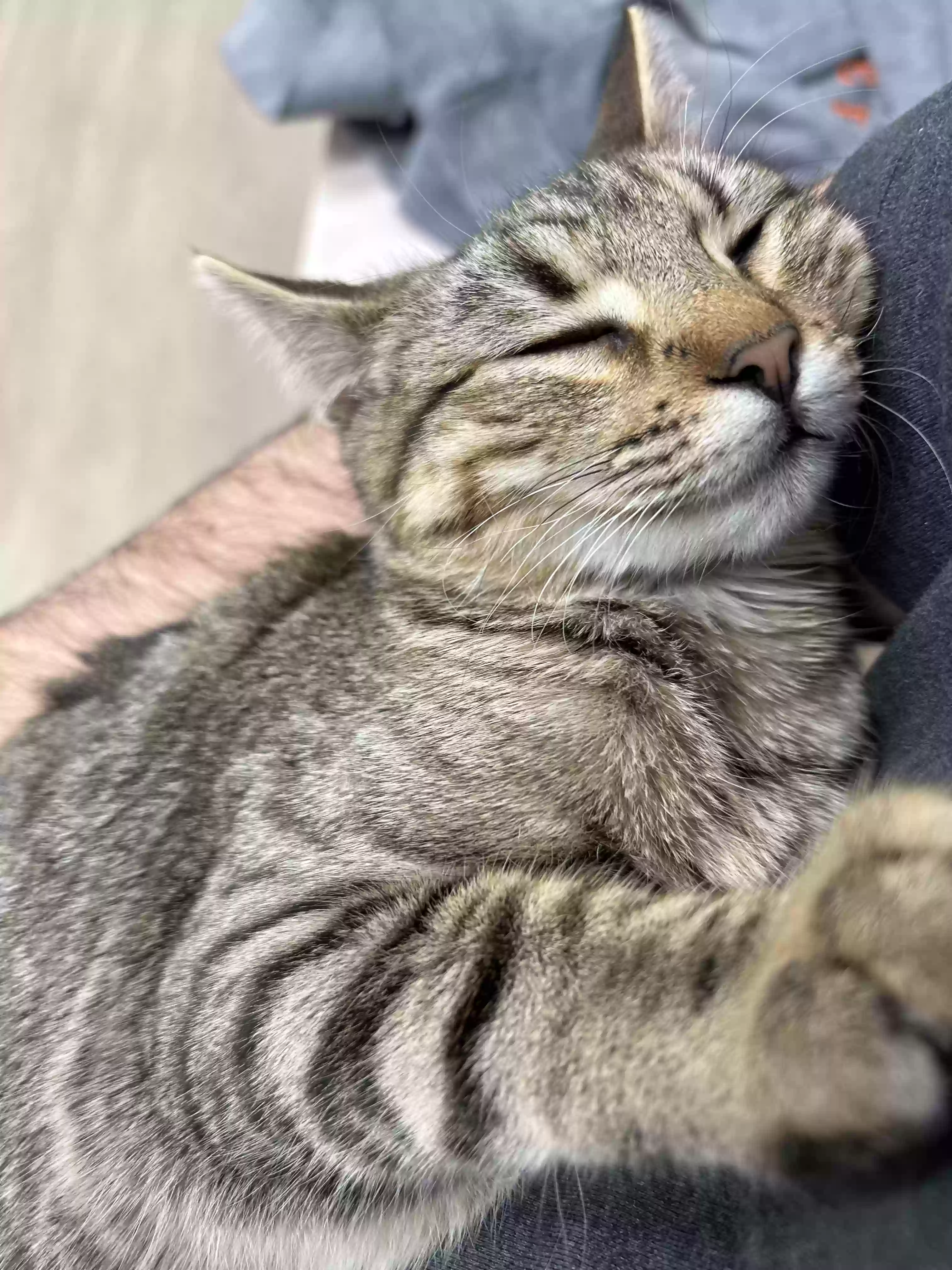 adoptable Cat in Smyrna,GA named June