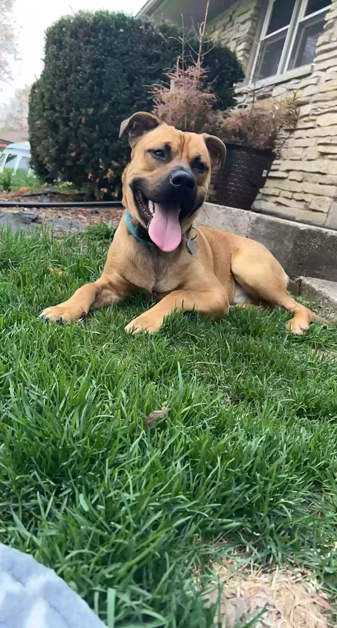adoptable Dog in Sussex,WI named Cooper