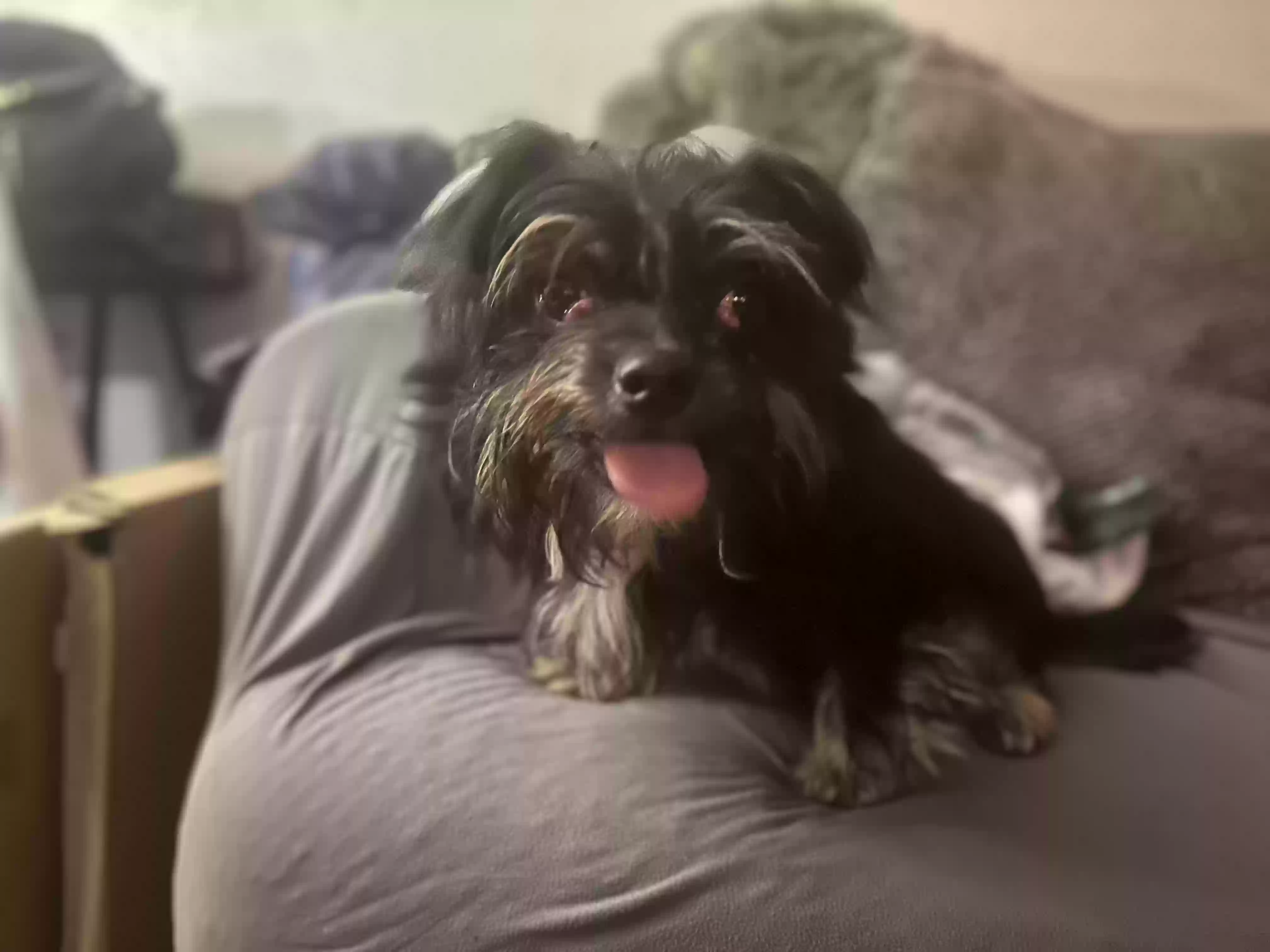 adoptable Dog in Stockton,CA named Tiny