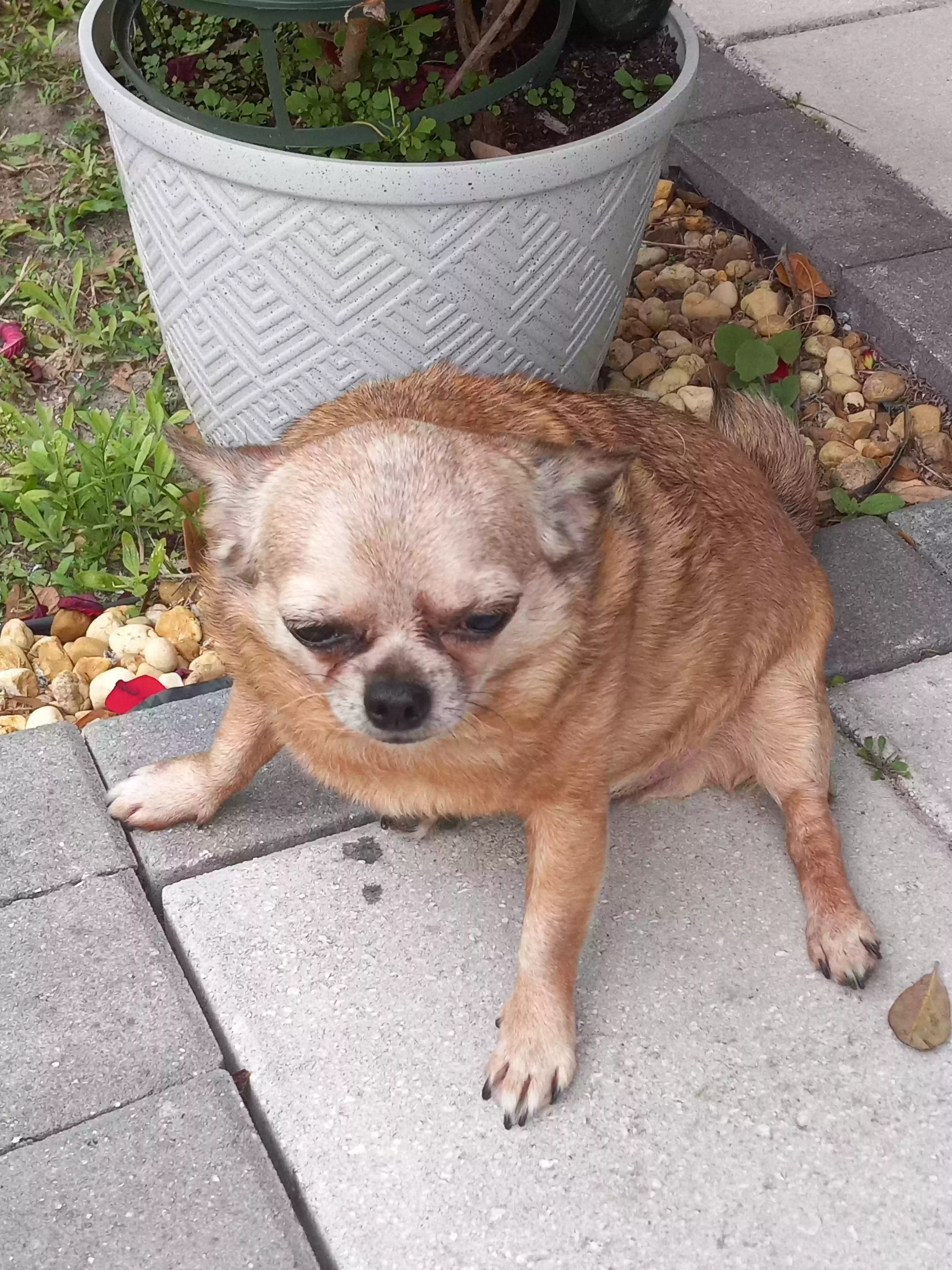 adoptable Dog in Deltona,FL named Puchie