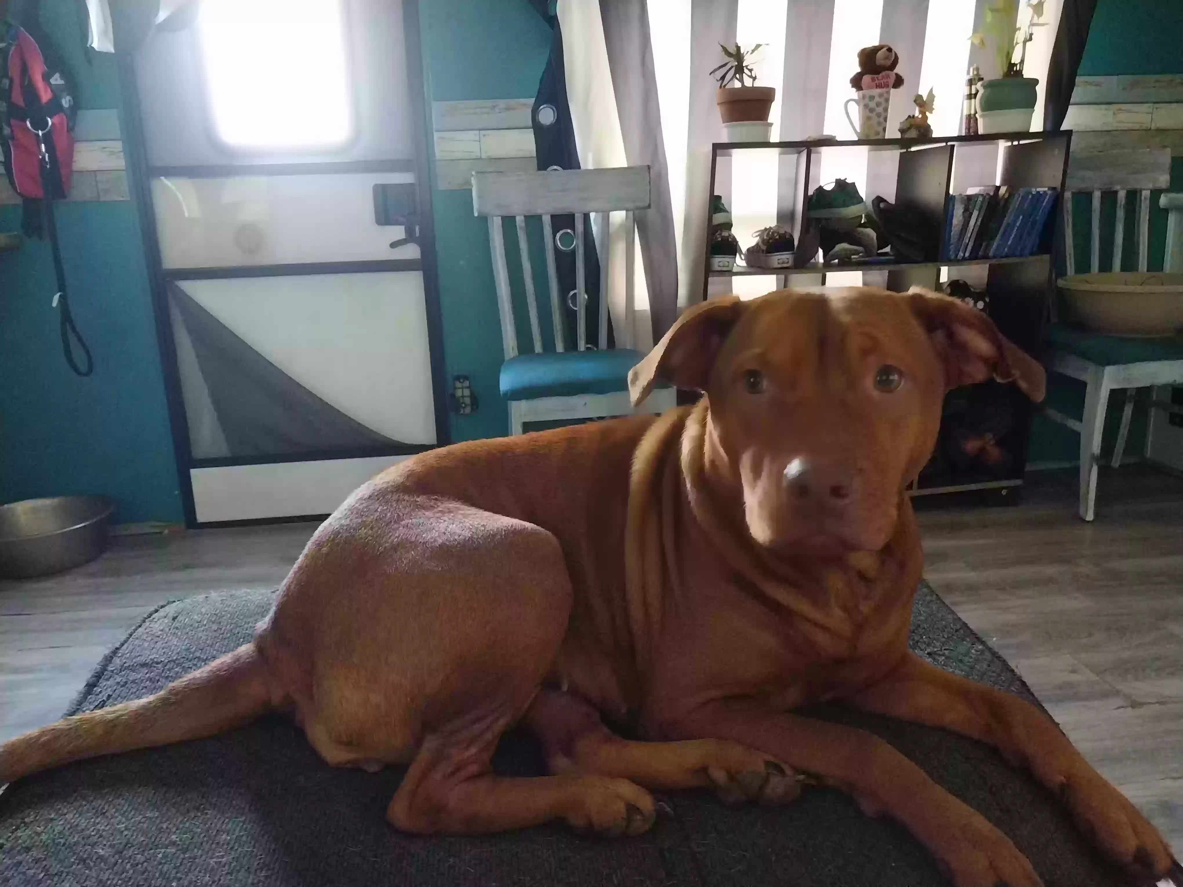 adoptable Dog in Okeechobee,FL named Precious