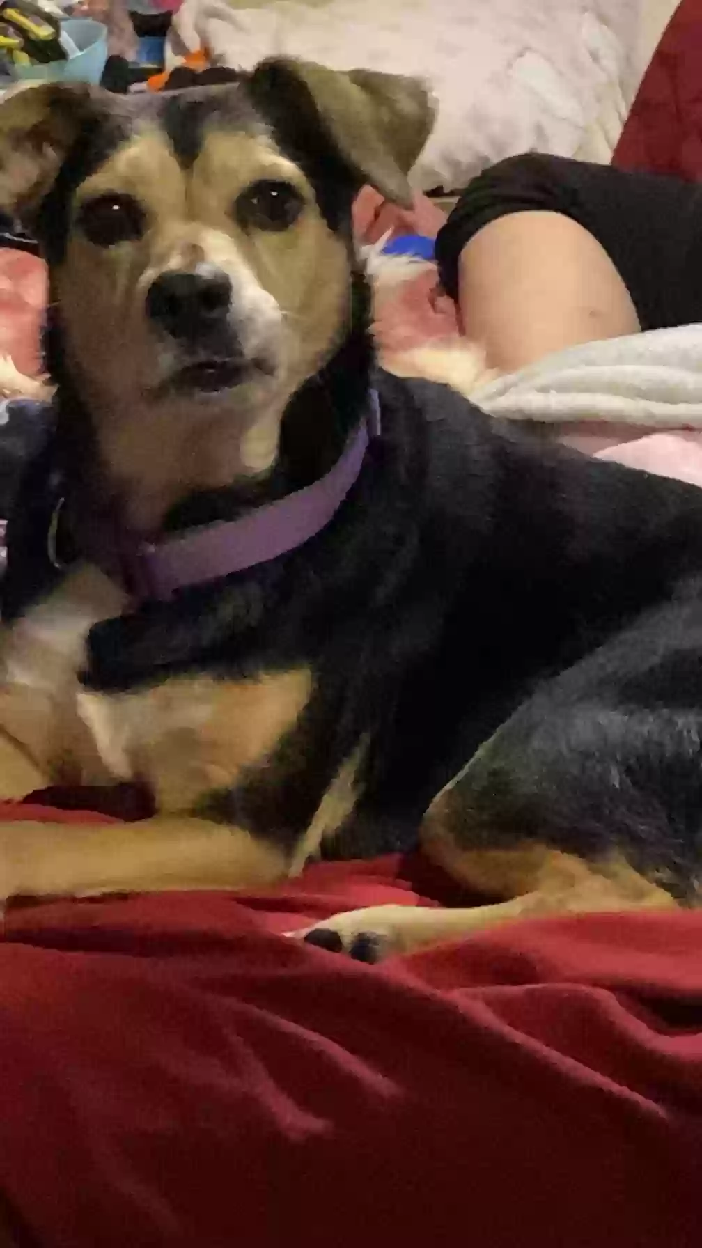 adoptable Dog in Okeechobee,FL named Fiji
