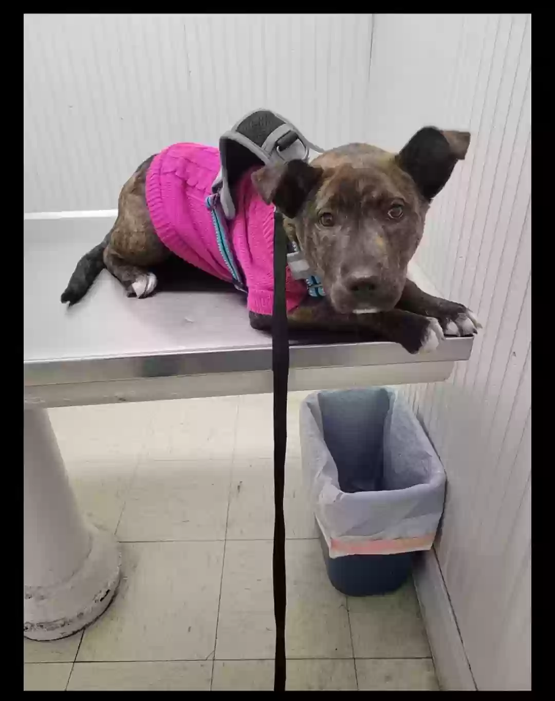 adoptable Dog in San Bernardino,CA named Leia