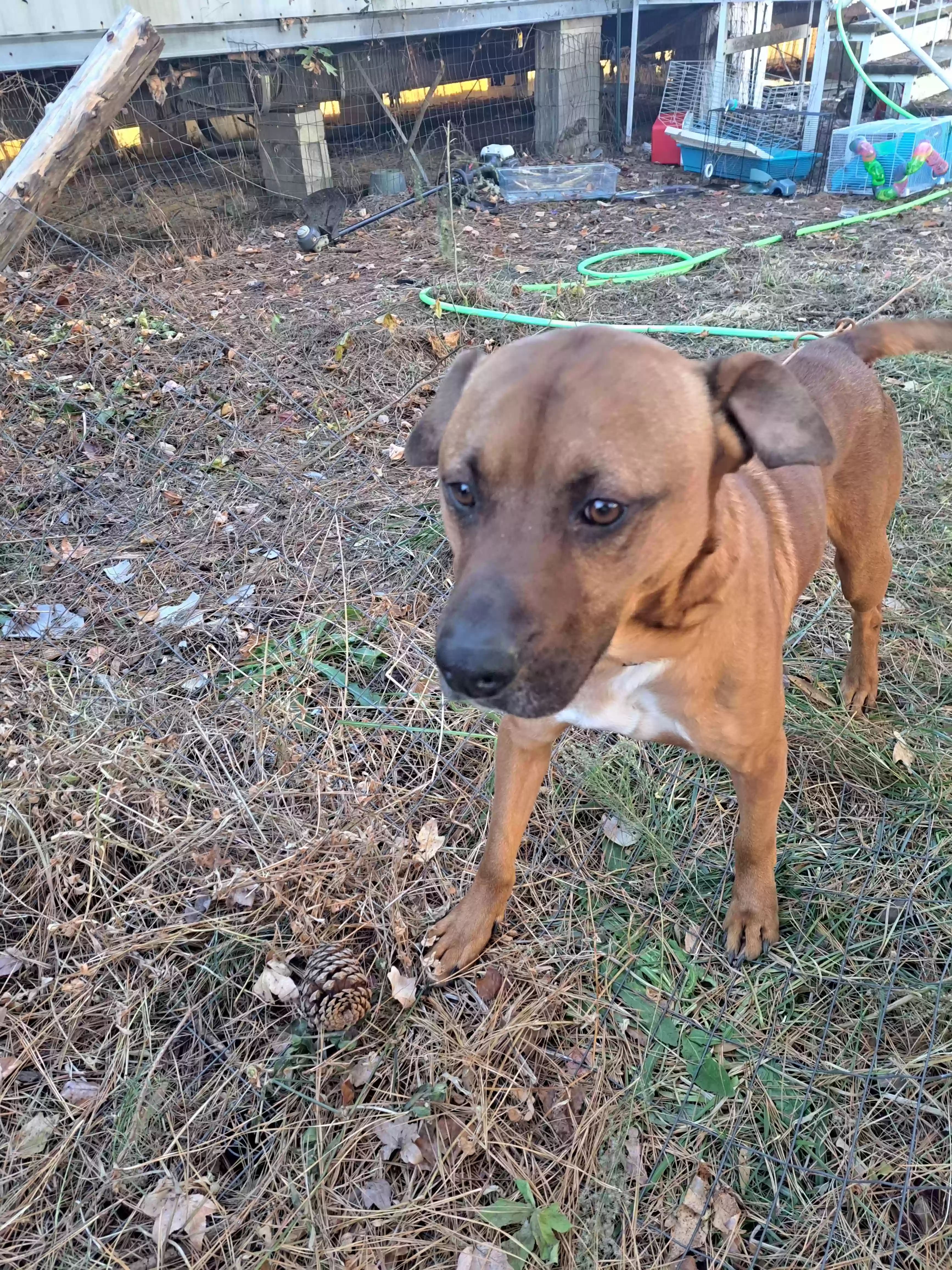 adoptable Dog in Rocky Mount,NC named Scrappy