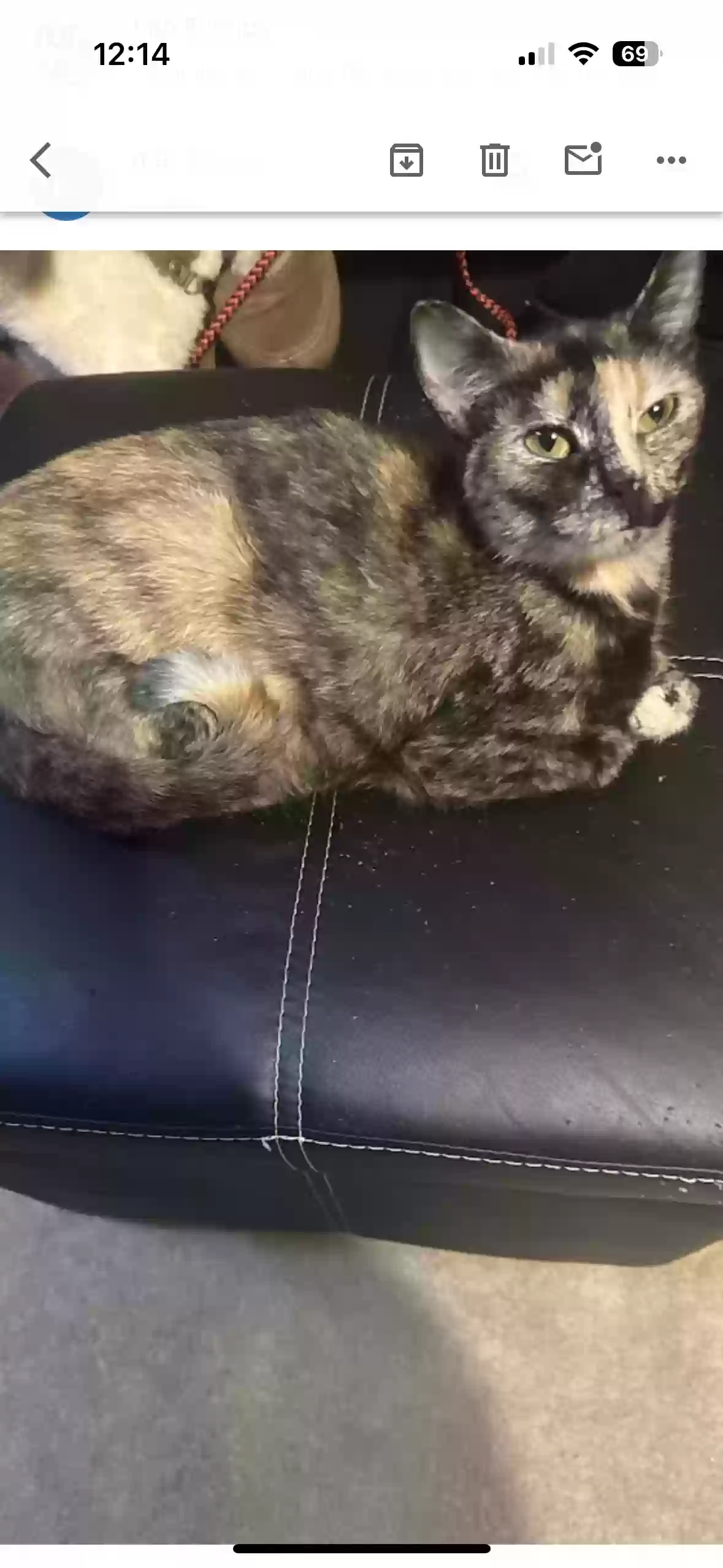 adoptable Cat in Gainesville,GA named Nova smith