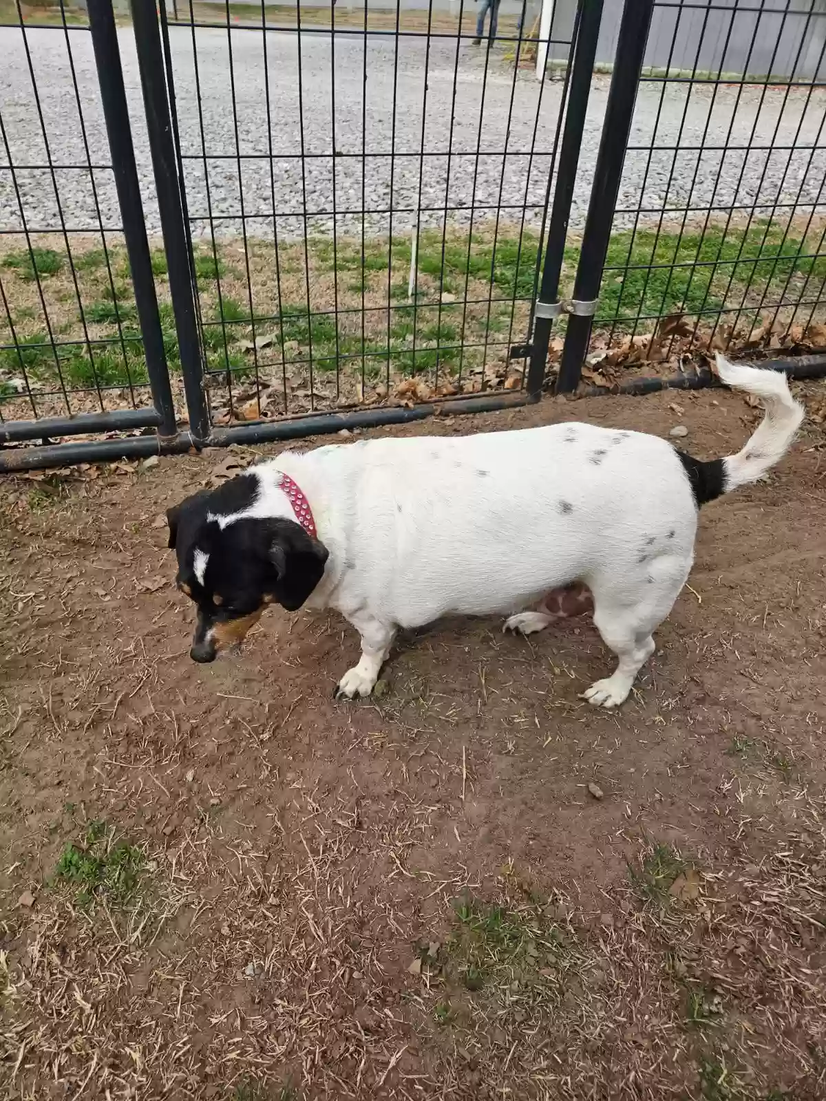 adoptable Dog in Oklahoma City,OK named Fiona