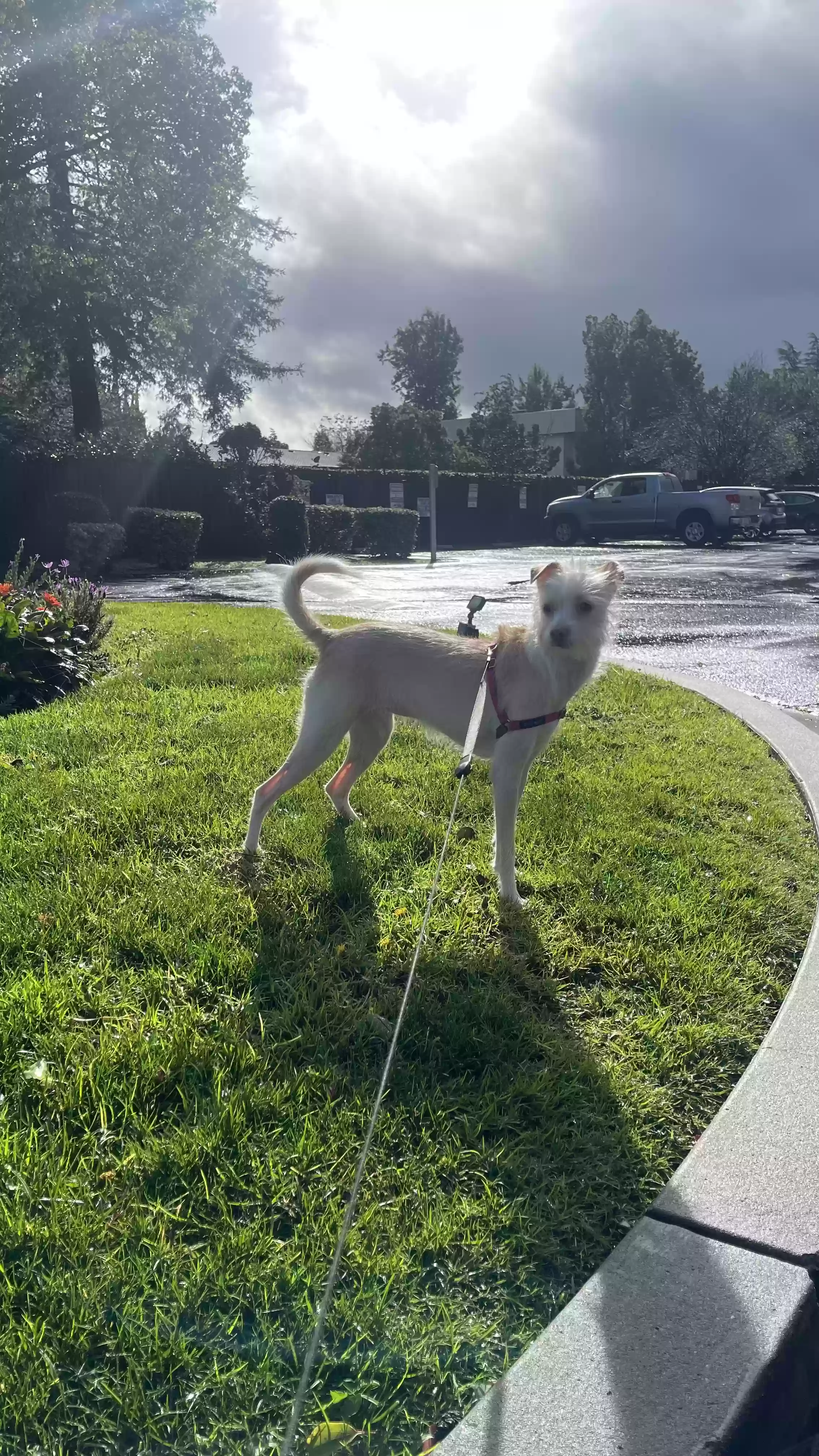 adoptable Dog in Campbell,CA named Luna