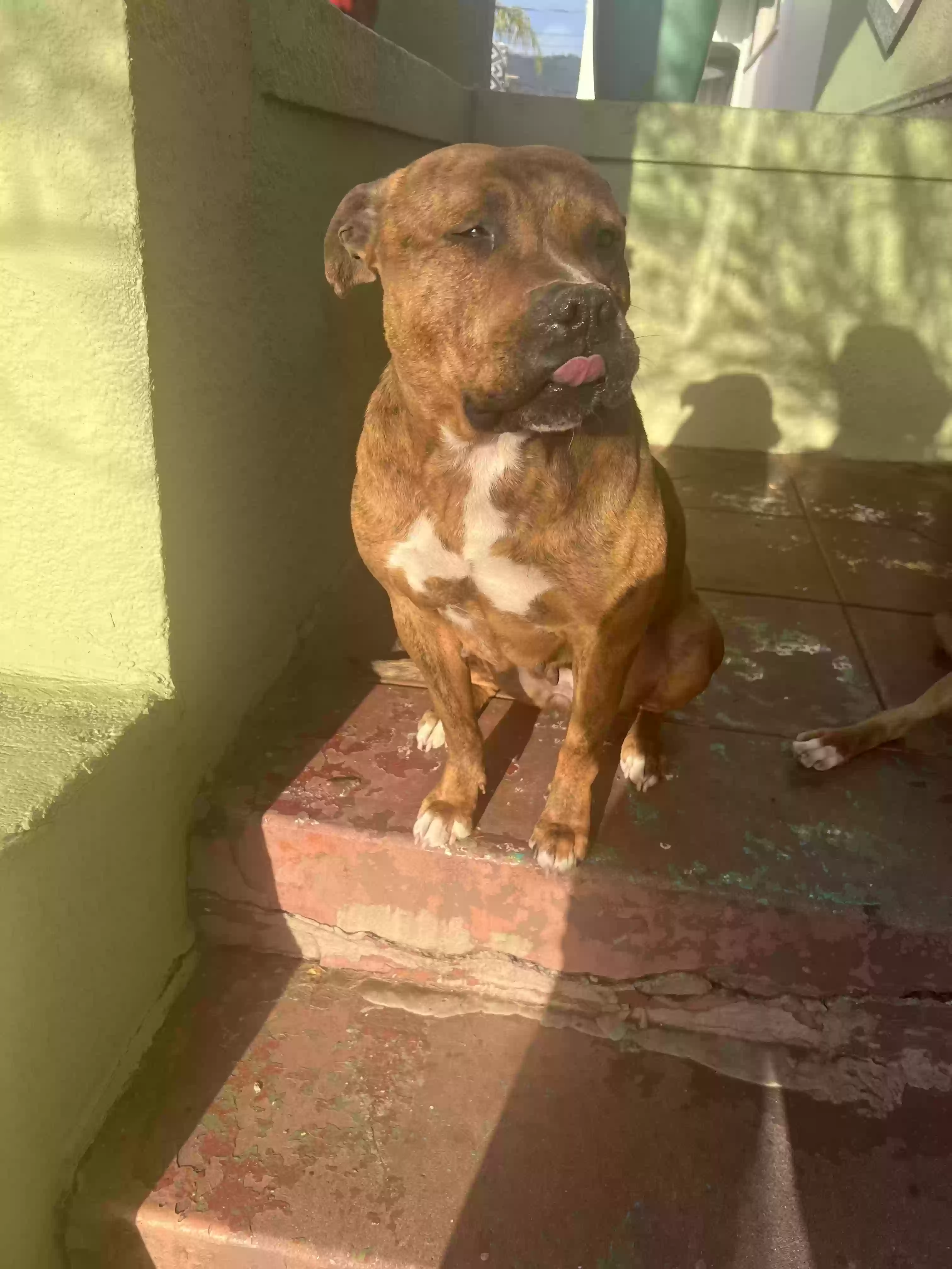 adoptable Dog in Oakland,CA named Kwanzaa