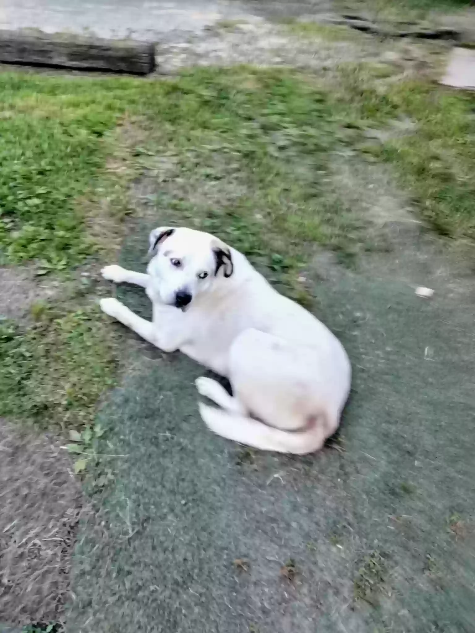adoptable Dog in Dalton,GA named Bloo