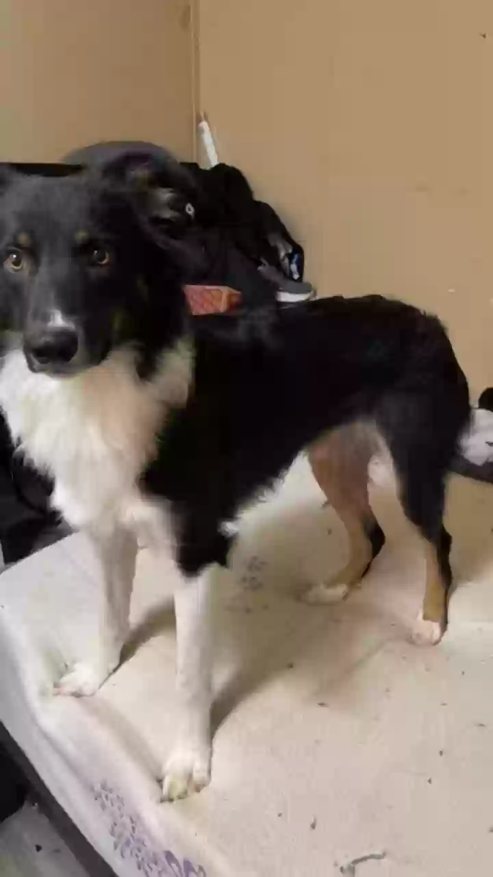 adoptable Dog in Marietta,GA named Obi