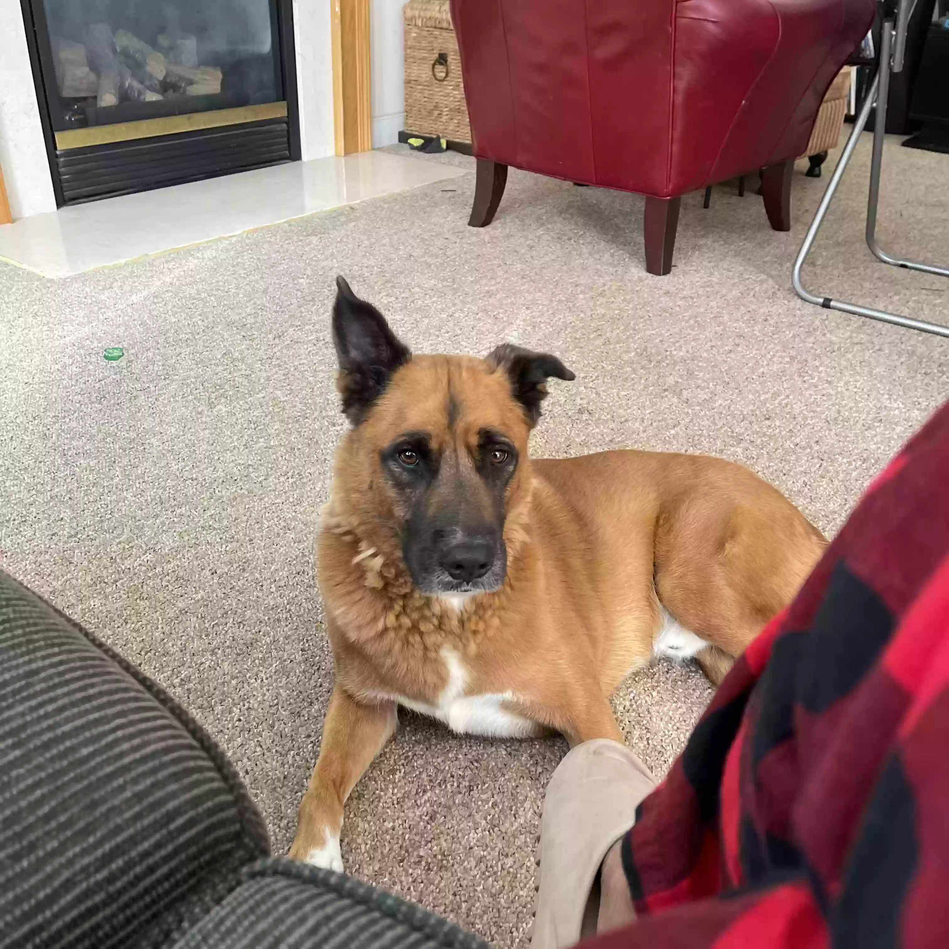 adoptable Dog in Woodbridge,VA named 