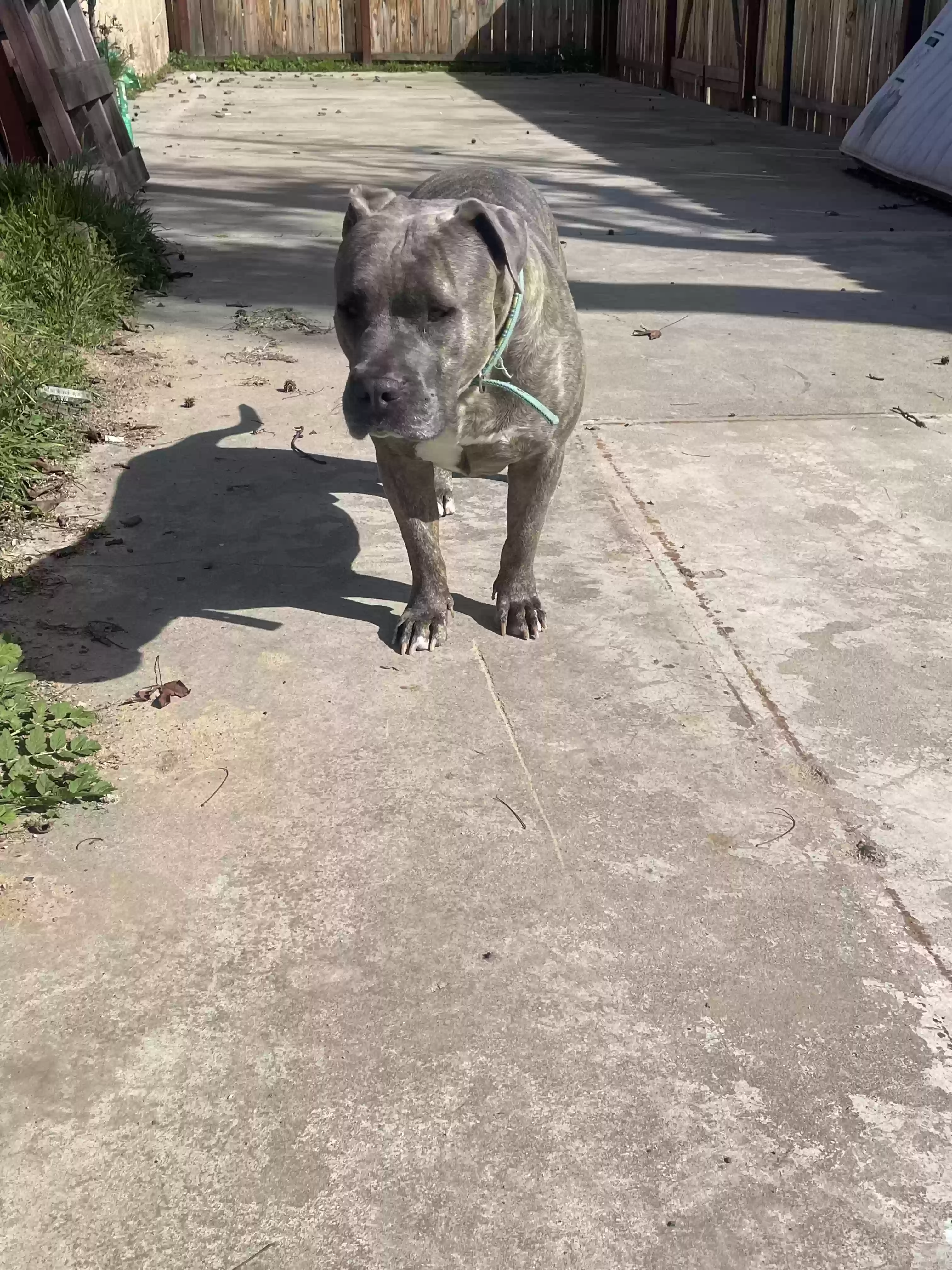 adoptable Dog in Fresno,CA named Eeyore 