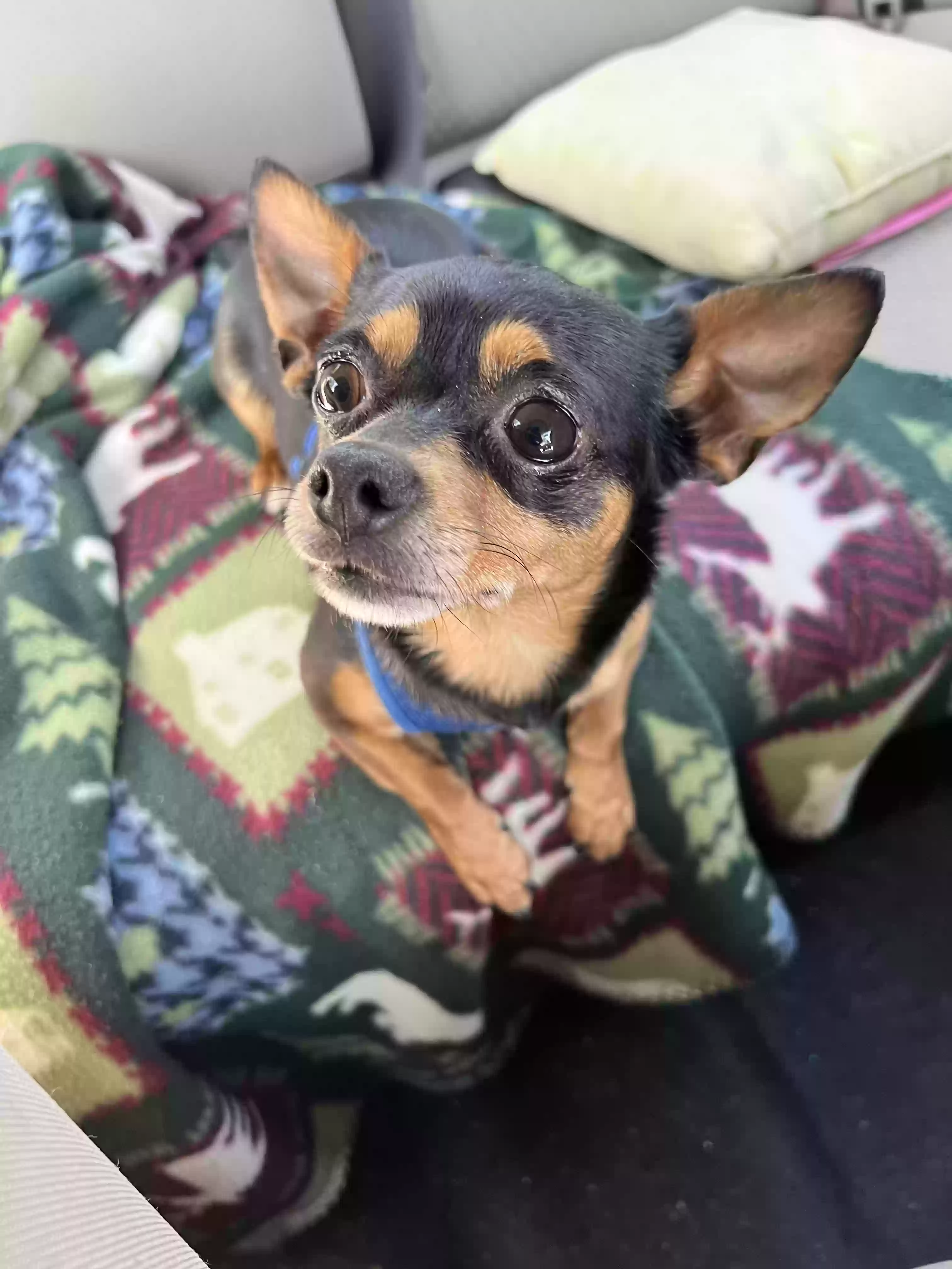 adoptable Dog in Saint Augustine,FL named Jewel