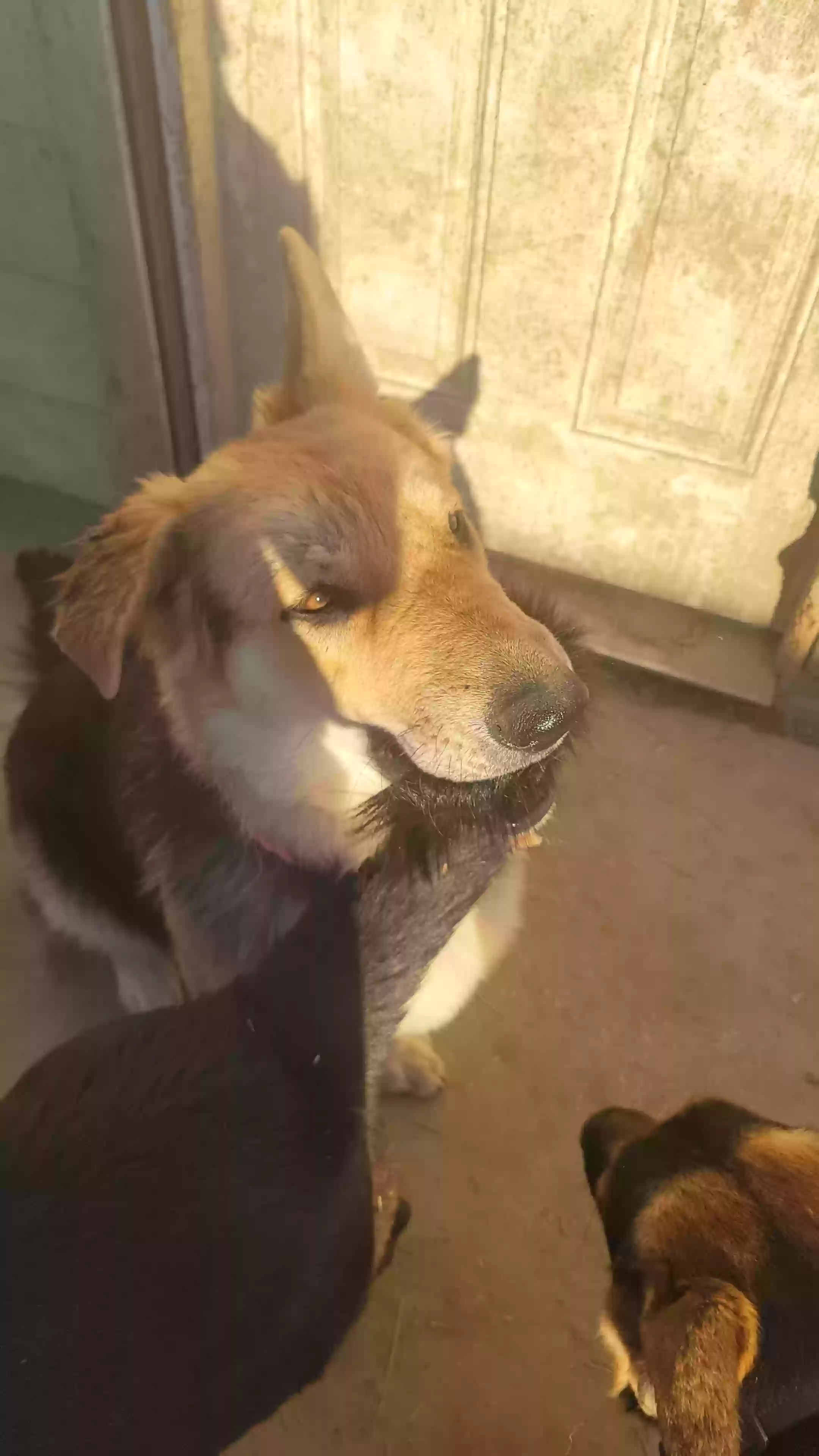 adoptable Dog in Dallas,TX named Veldor
