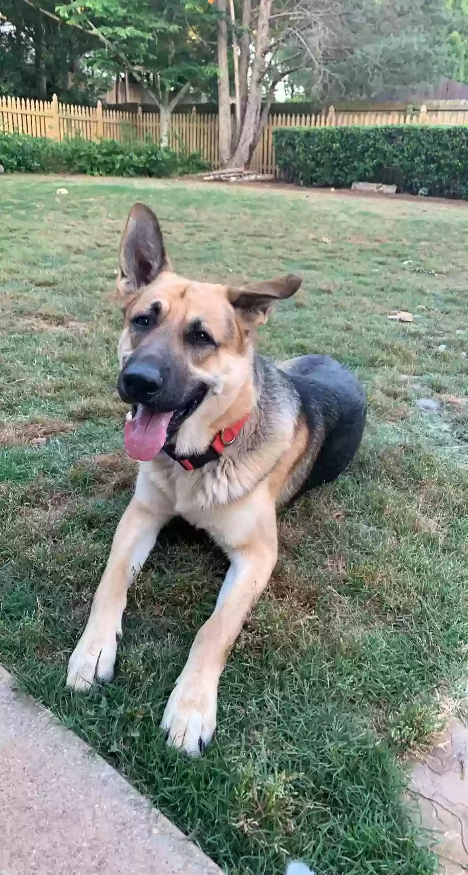 adoptable Dog in Lawrenceville,GA named Toby