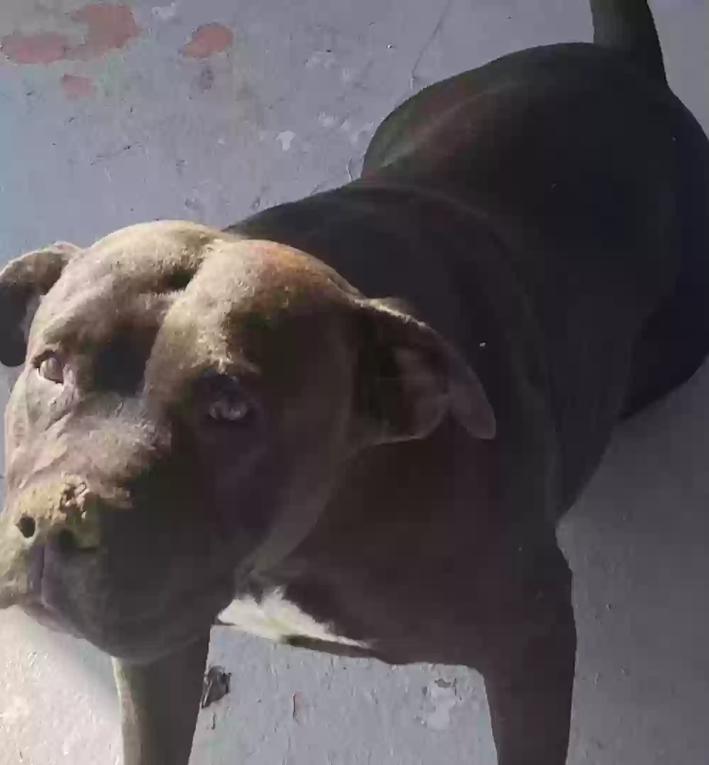 adoptable Dog in Stockton,CA named Lola