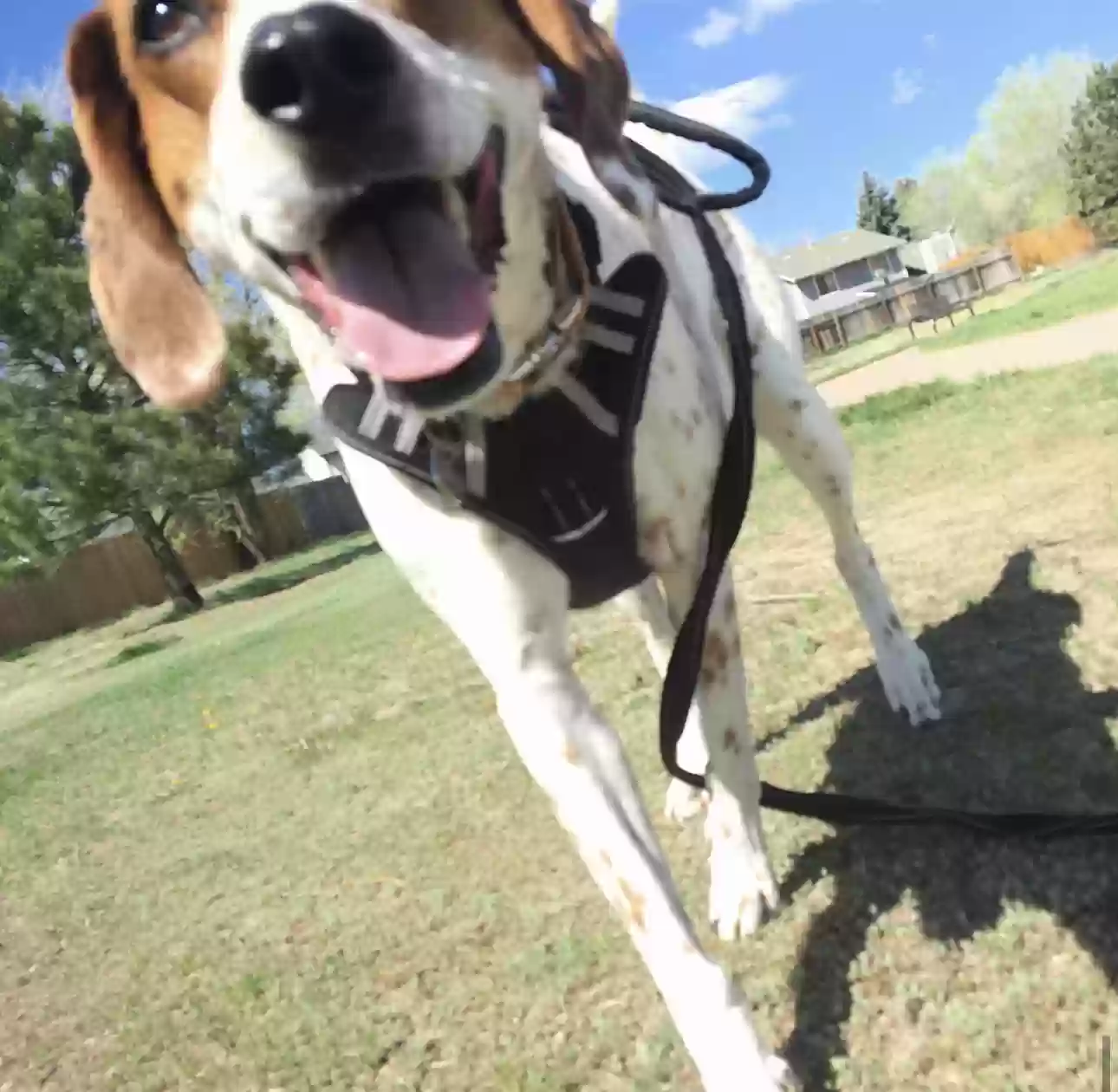 adoptable Dog in Colorado Springs,CO named Sara