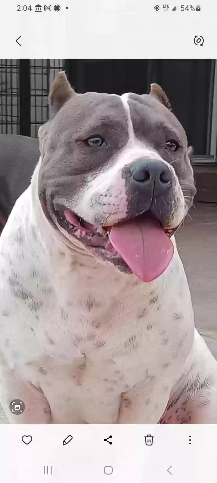 adoptable Dog in Kapolei,HI named Blue