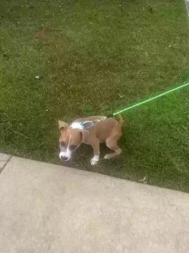 adoptable Dog in Atlanta,GA named Rocket