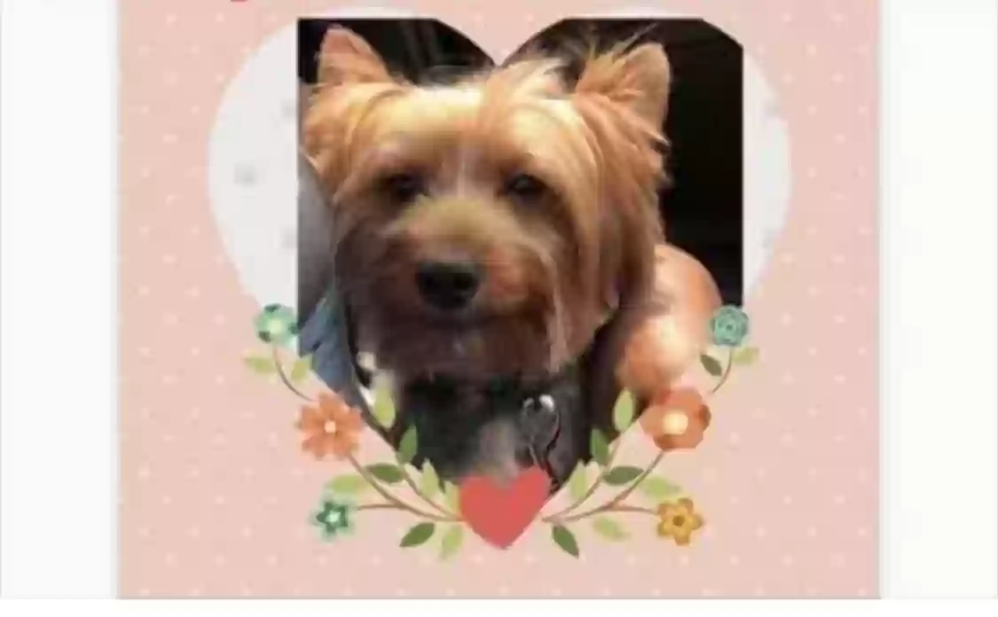adoptable Dog in Wilmington,DE named Denver