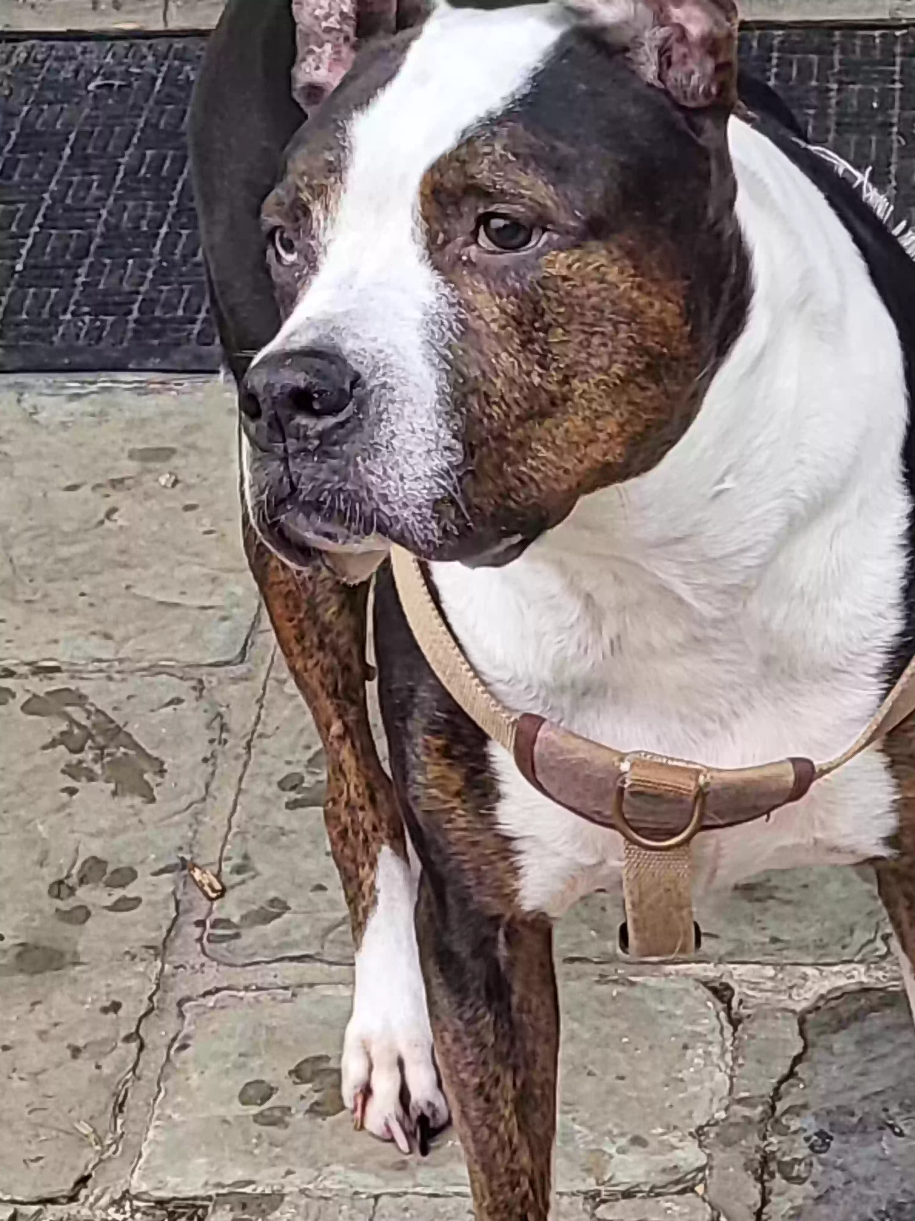 adoptable Dog in Dobbs Ferry,NY named Tyson