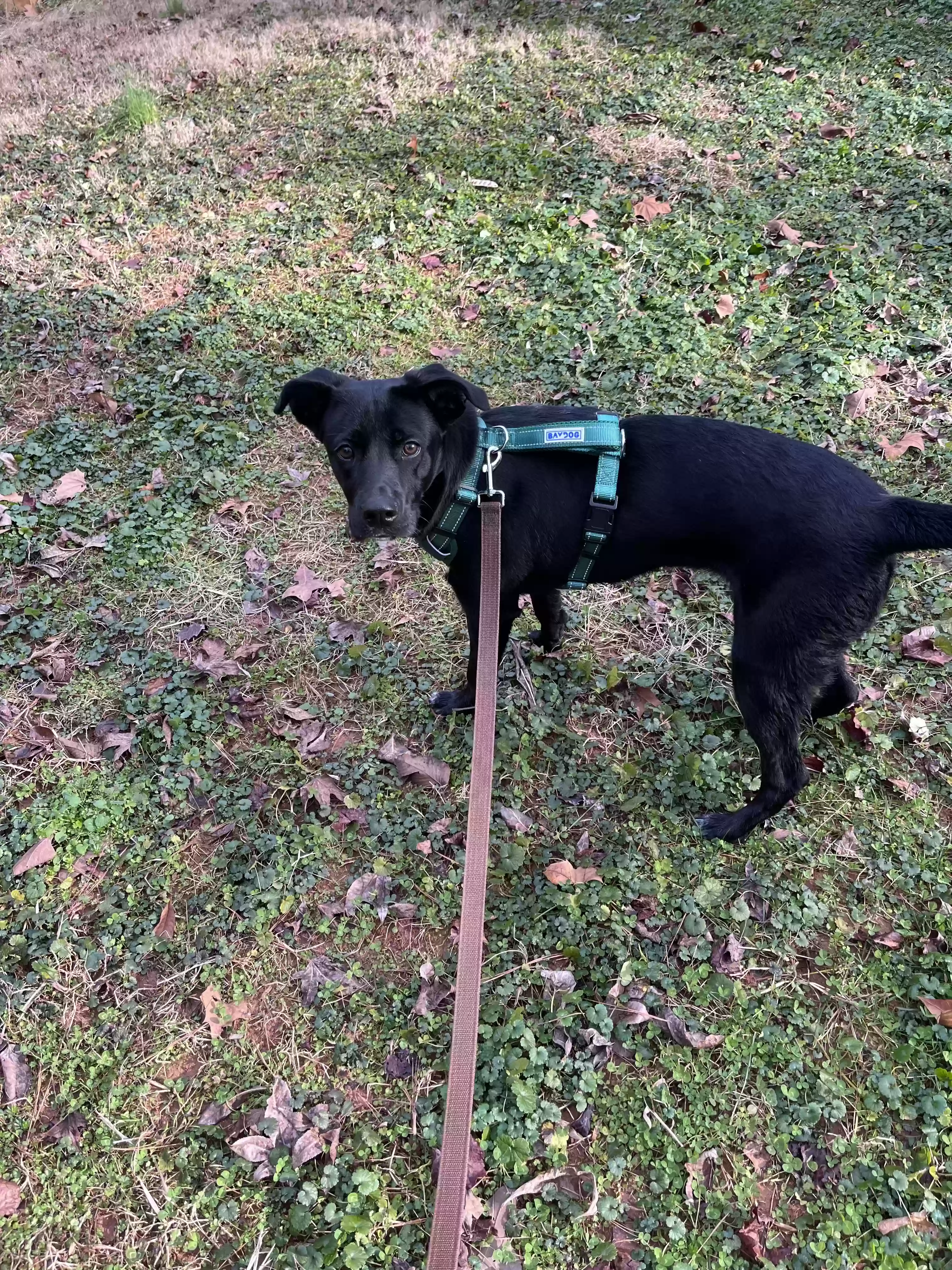 adoptable Dog in Lithonia,GA named Bella