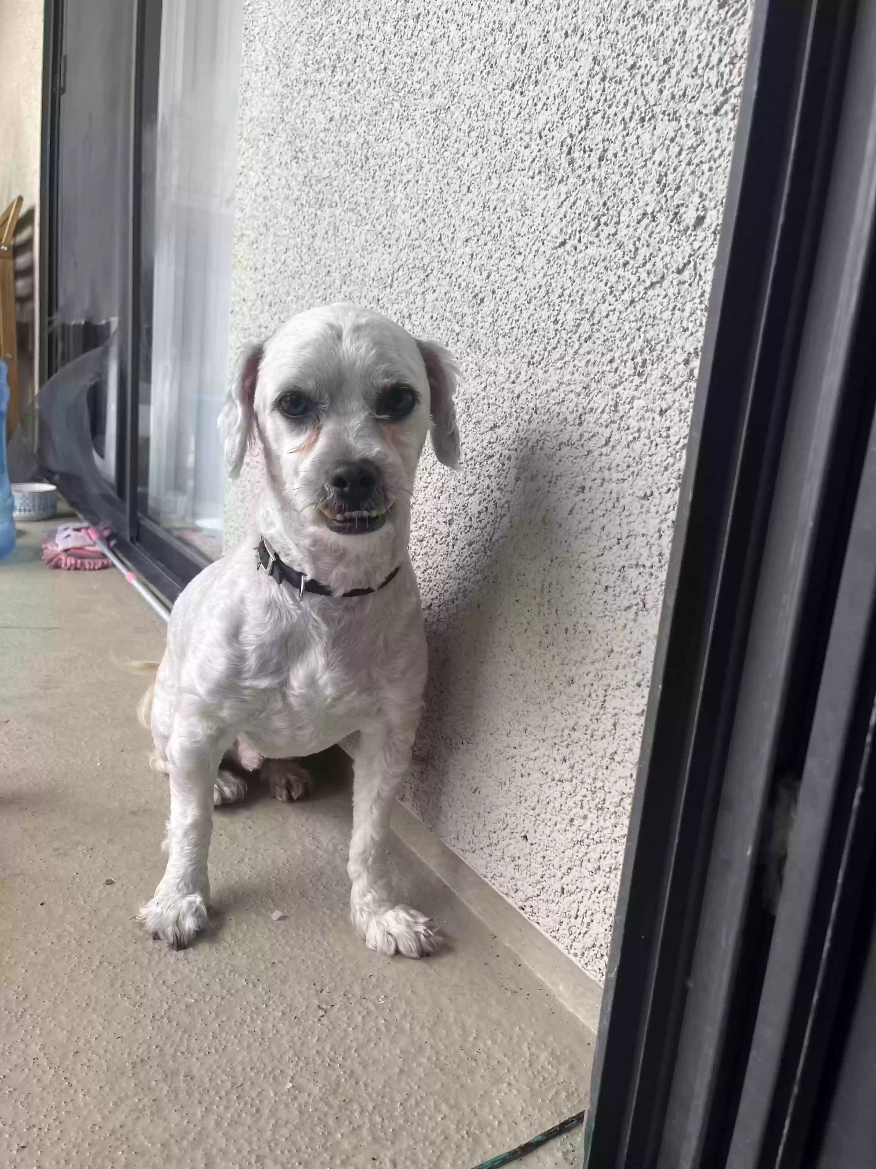 adoptable Dog in Glendale,CA named Taz
