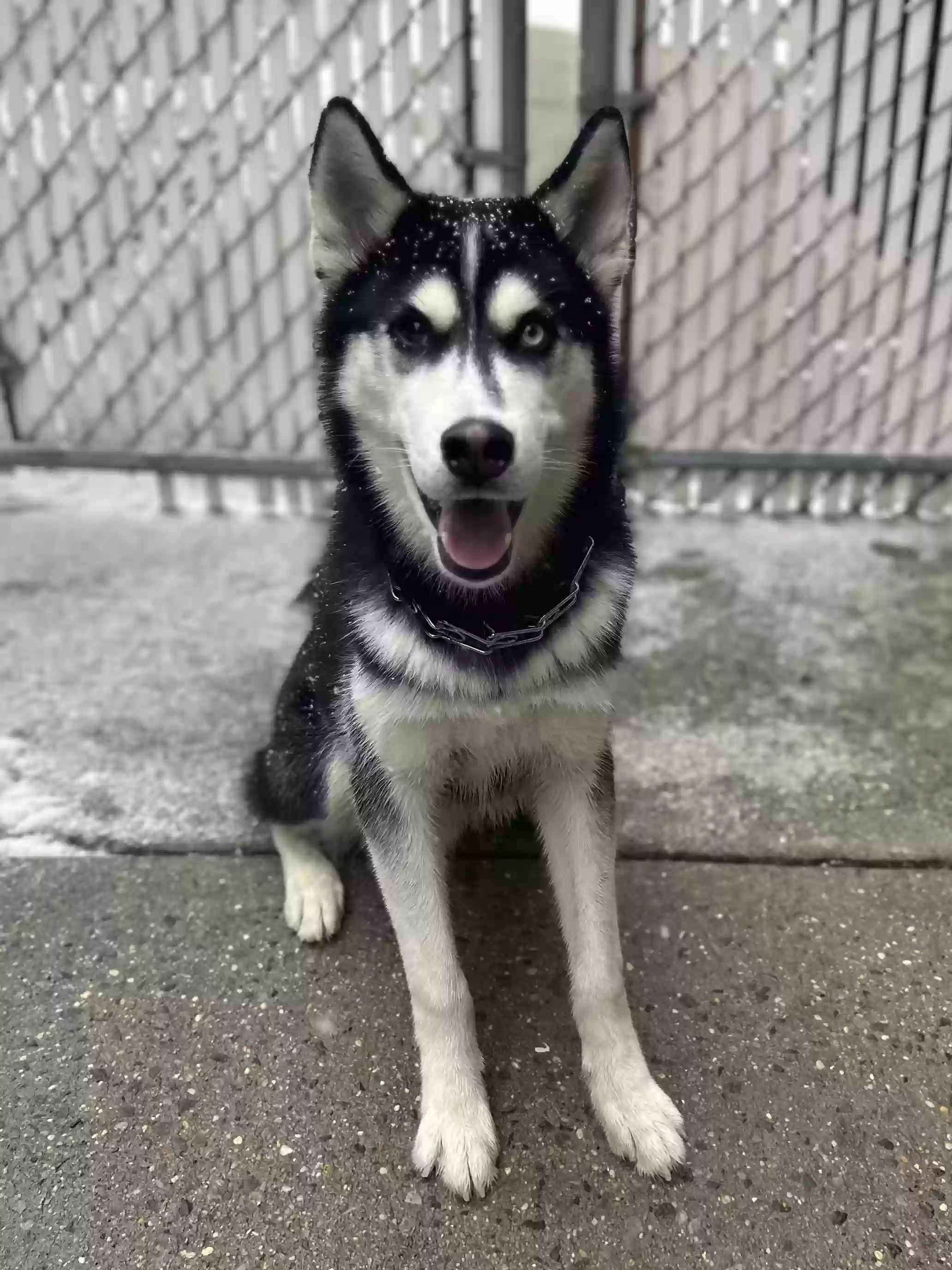 adoptable Dog in Brooklyn,NY named 