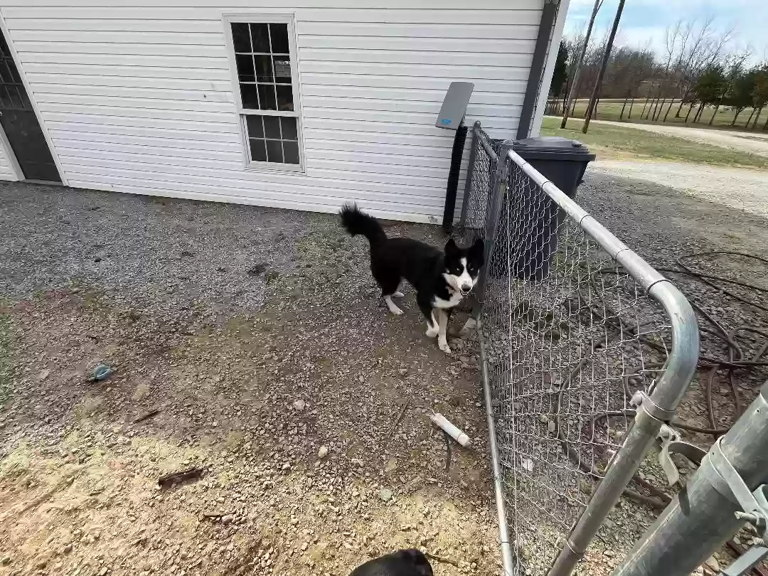 adoptable Dog in Charlotte,AR named Coda