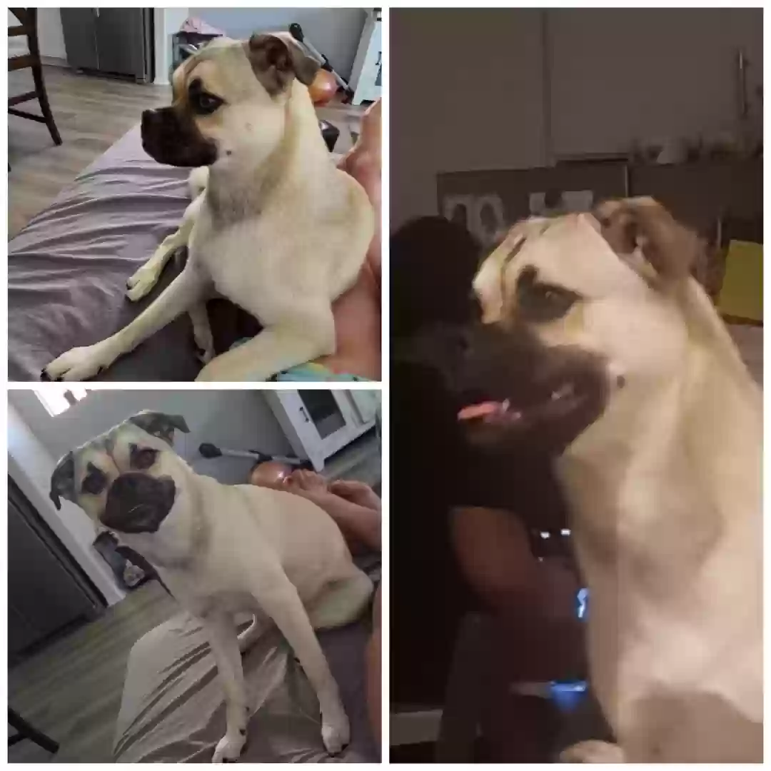 adoptable Dog in Menifee,CA named Nala