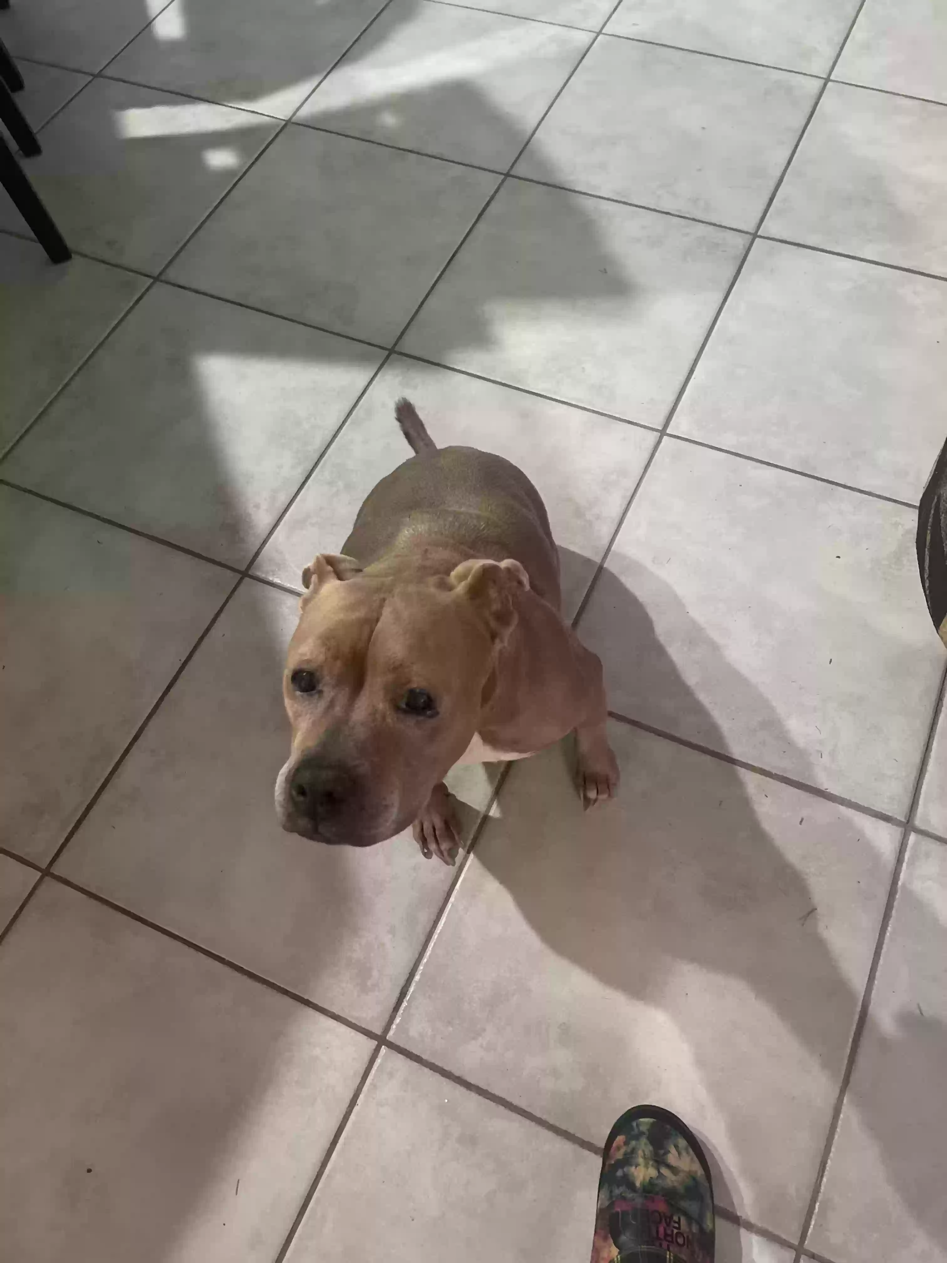 adoptable Dog in Slidell,LA named Luna